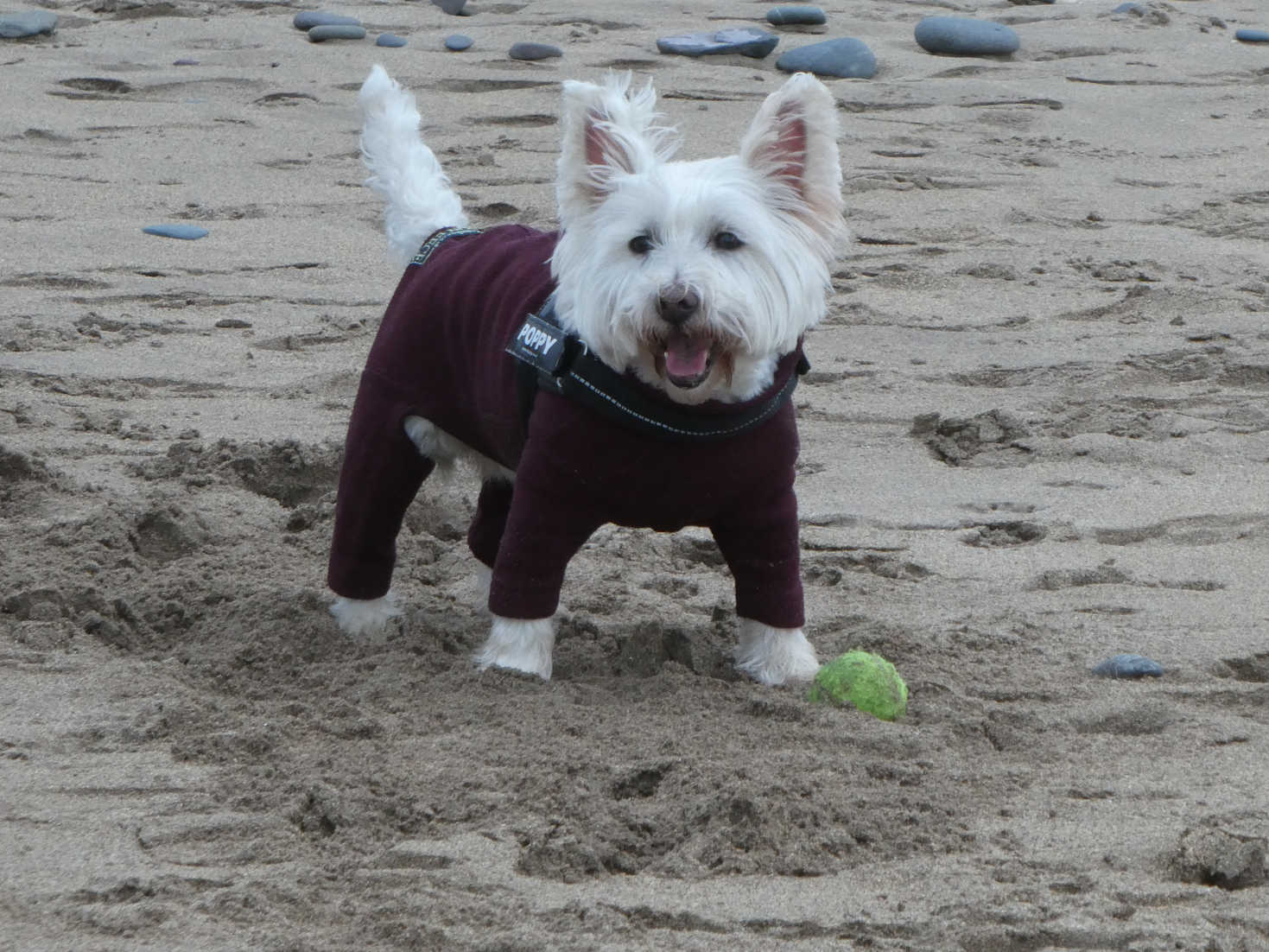 poppy the westie on eyemouth beach