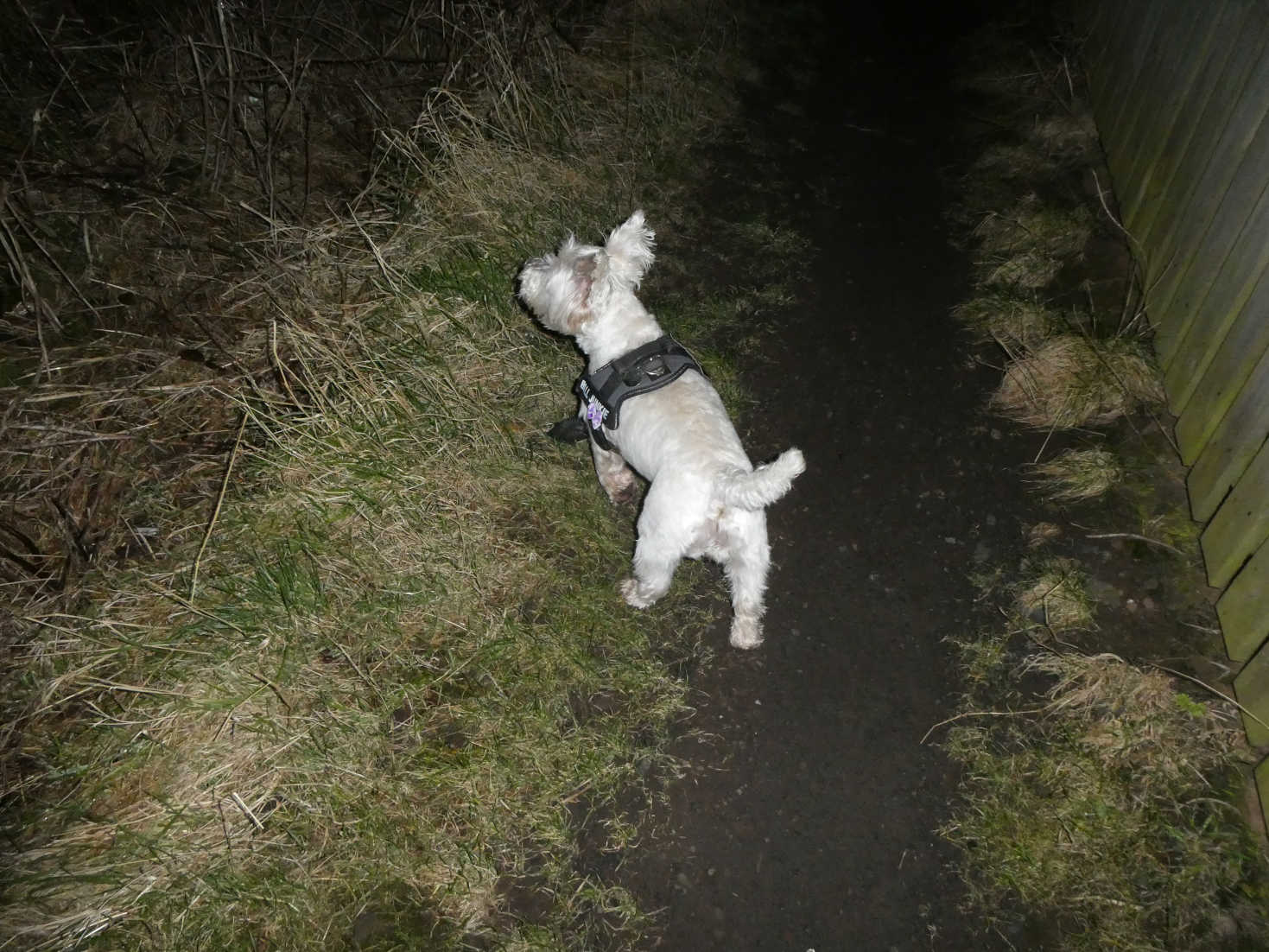 poppy the westie pathfinding in the black to eyemouth