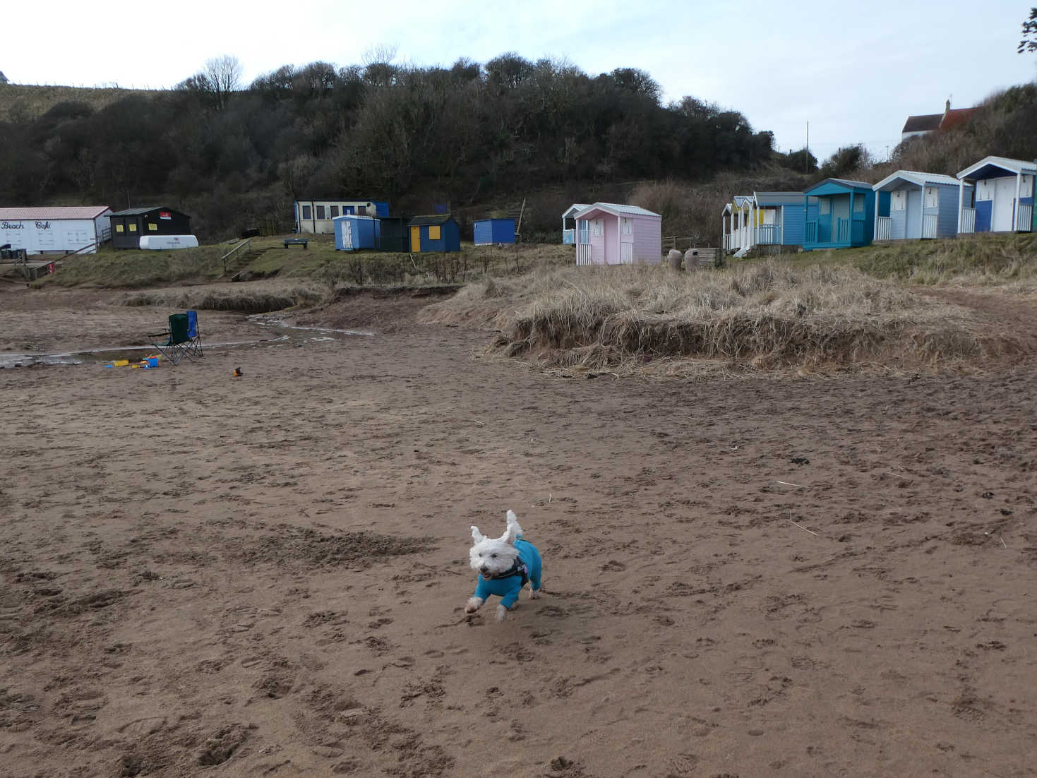 poppy the westie playing at coldingham bay