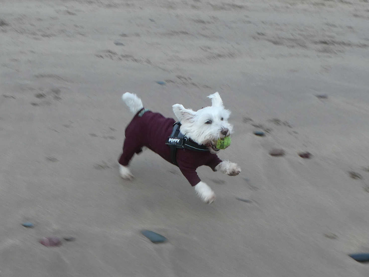 poppy the westie plays on eyemouth beach