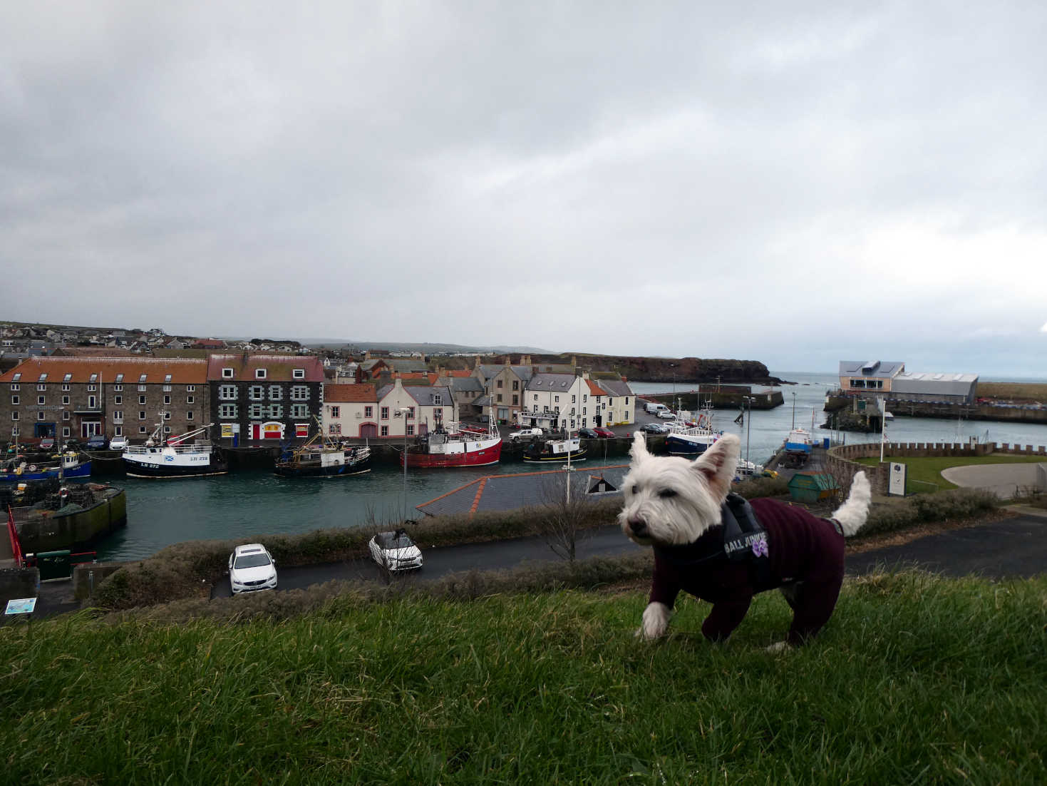 poppy the westie above eyemouth harbour