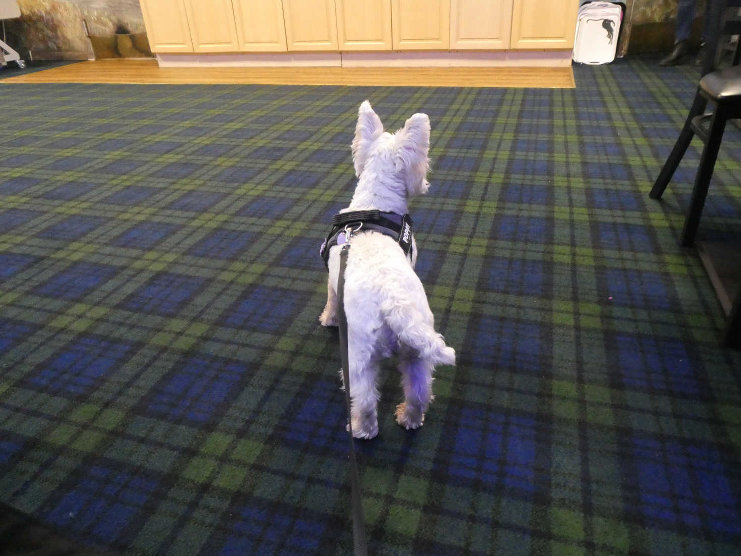 poppy the westie waiting for food at the heathers eyemouth