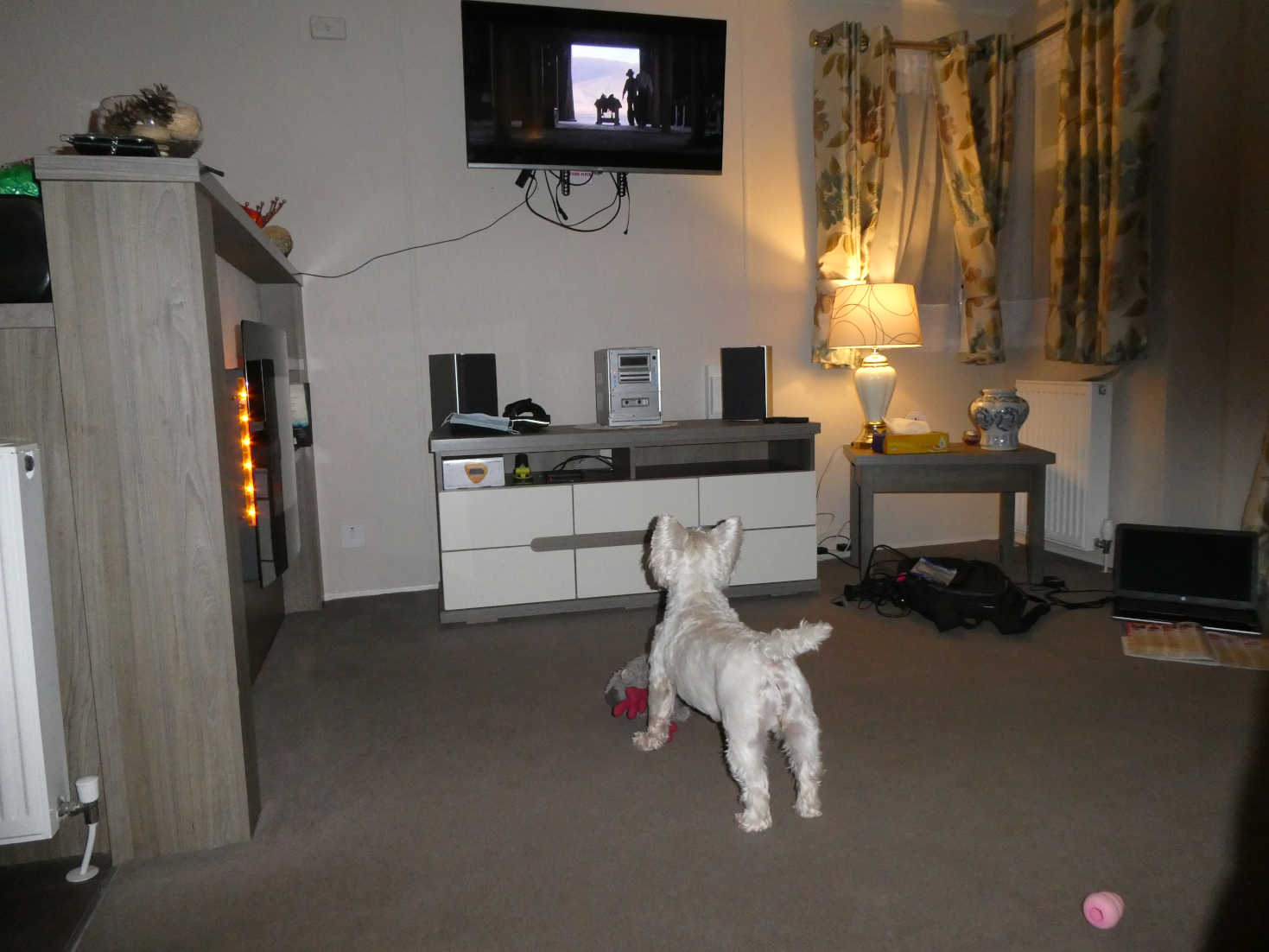 poppy the westie watches tv in eymouth static