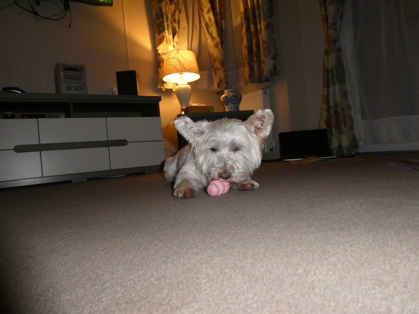 poppy the westie with kong in eyemouth static