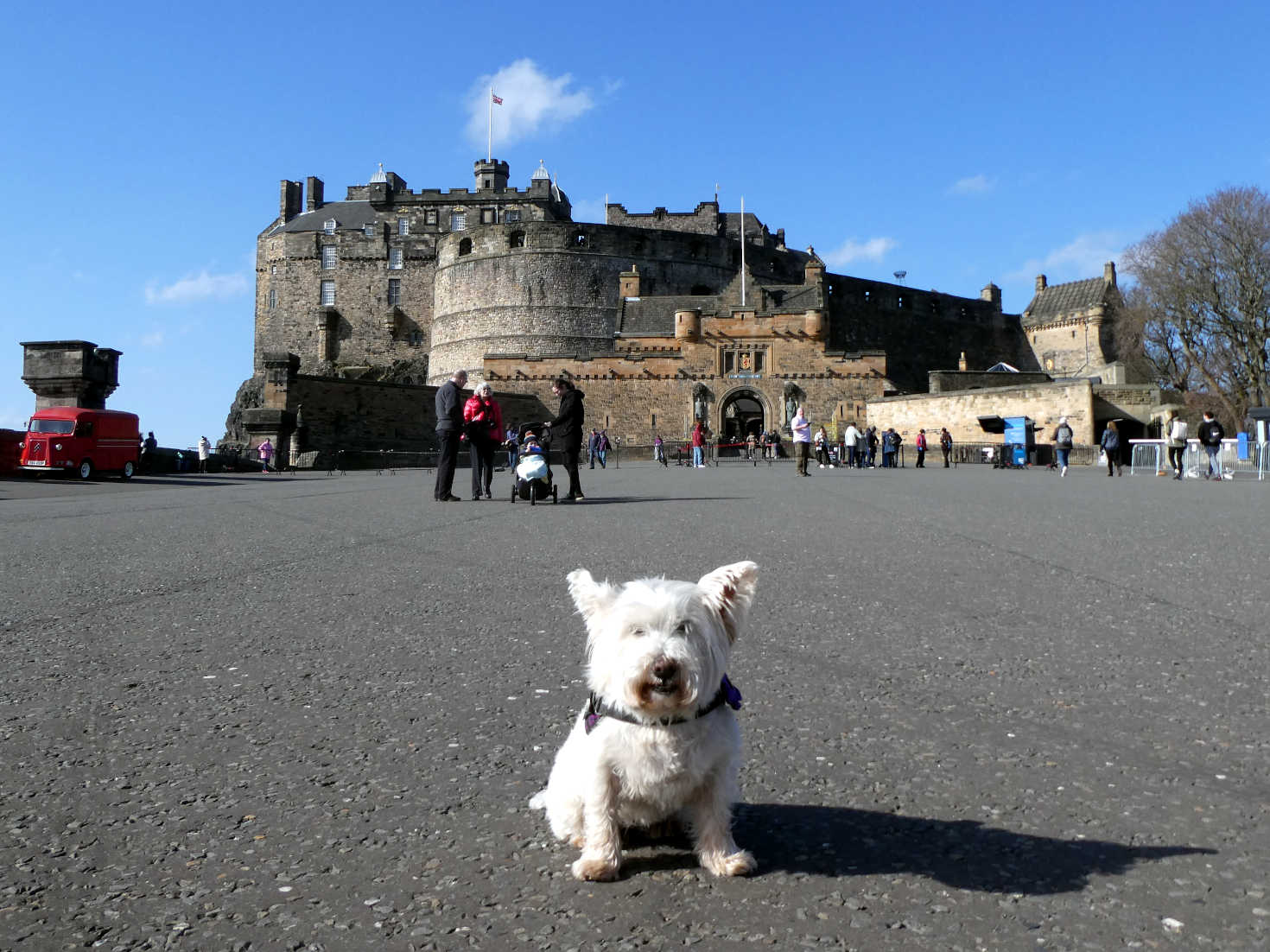 poppy the westie at edinburgh castle