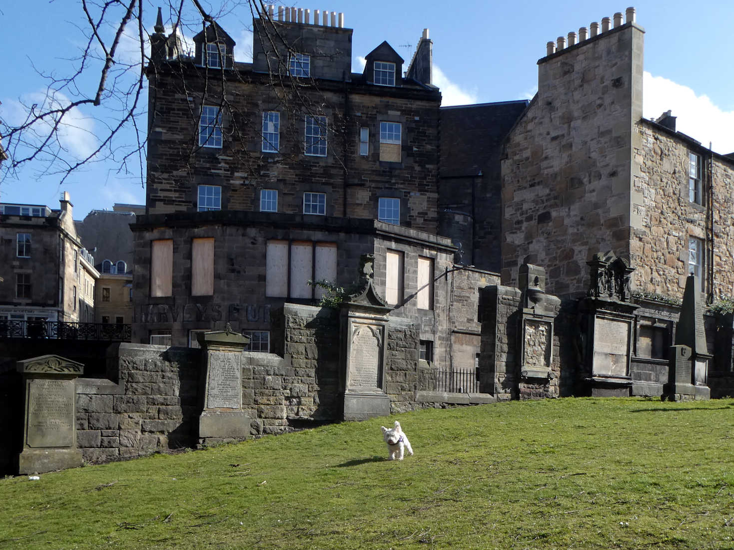 poppy the westie at greyfriars