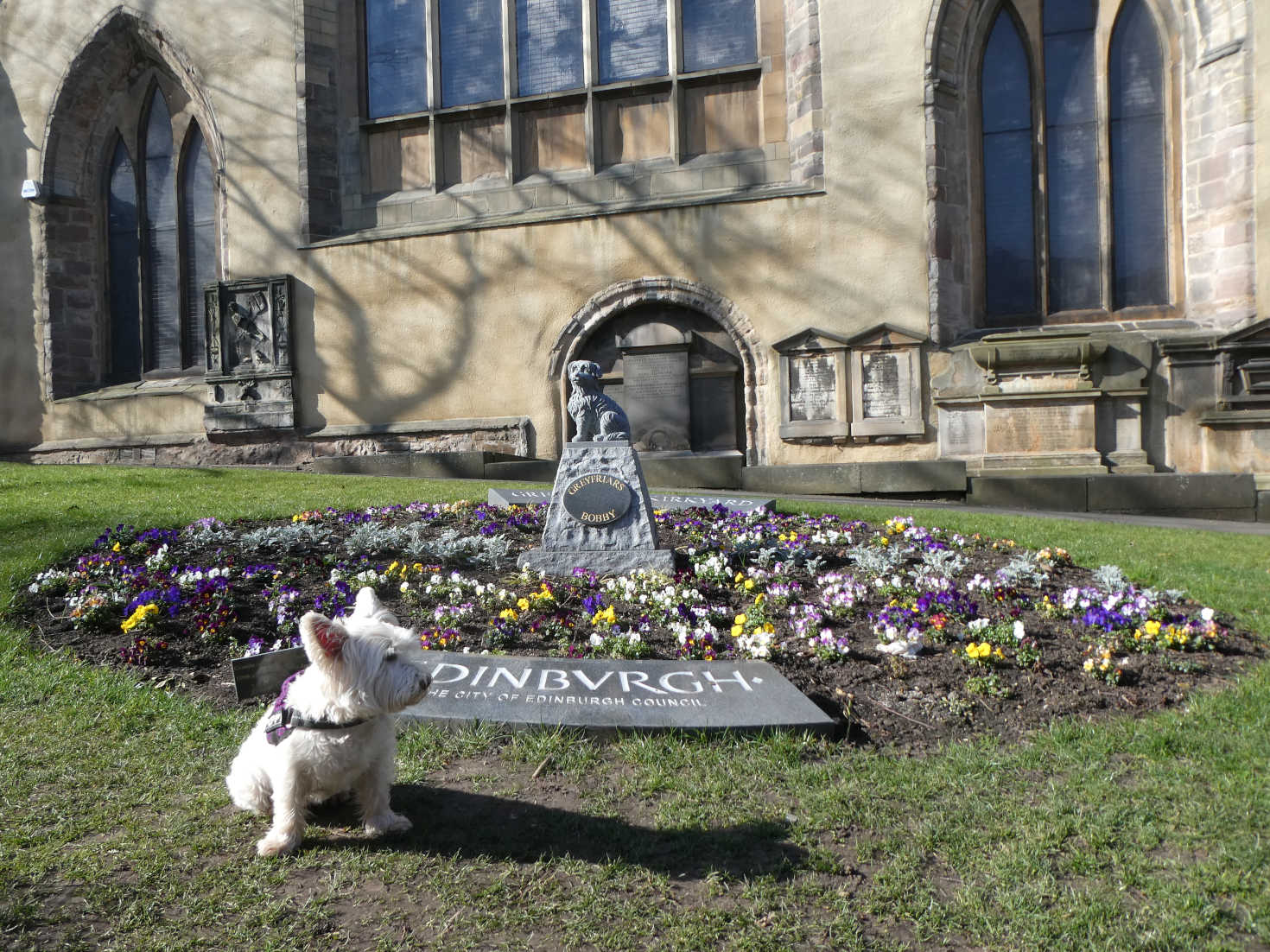 poppy the westie at greyfriers kirk