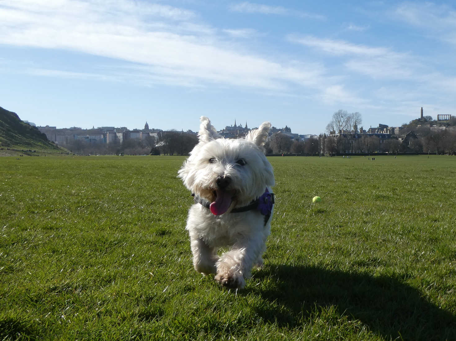 poppy the westie at holyrood