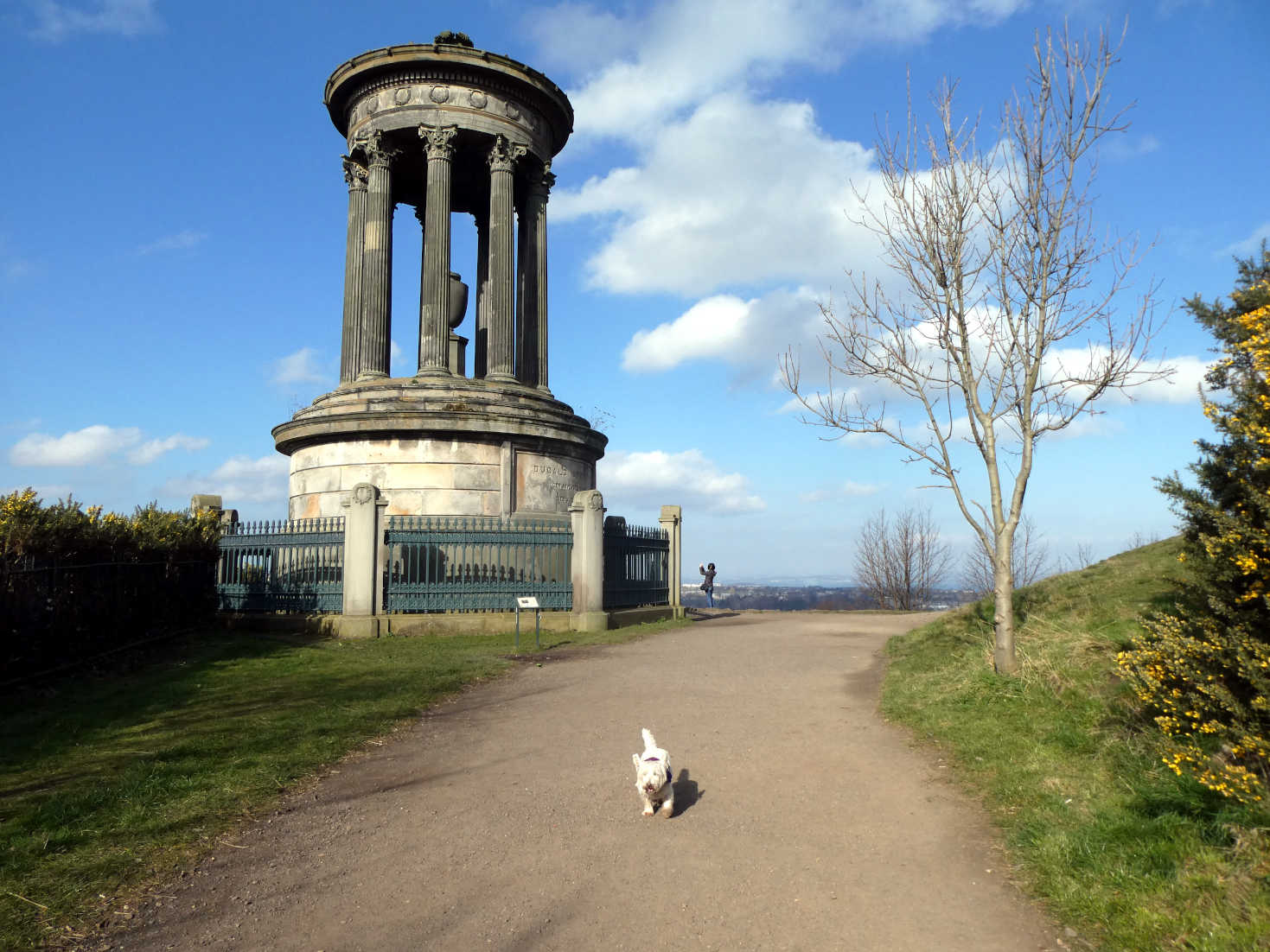 poppy the westie at monument calton hill