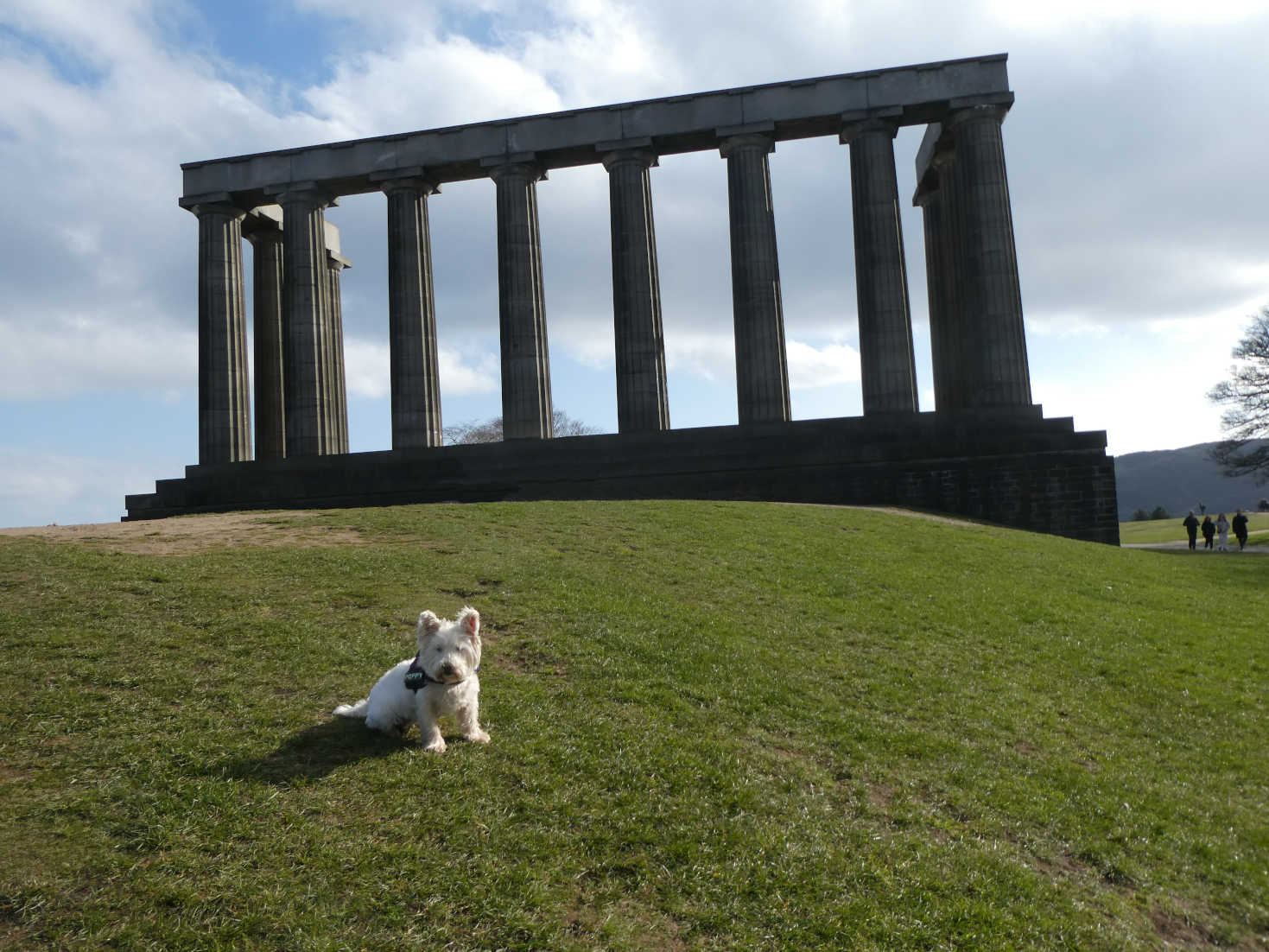 poppy the westie at the folly calton hill