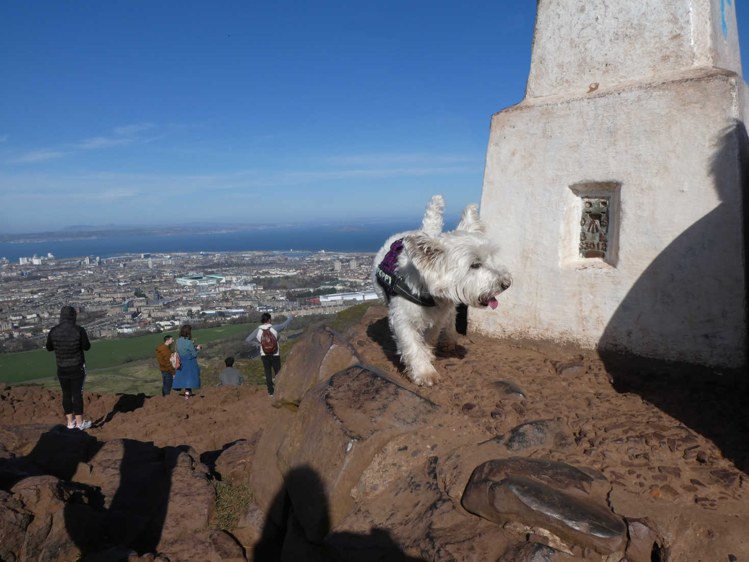 poppy the westie at top of arthurs seat