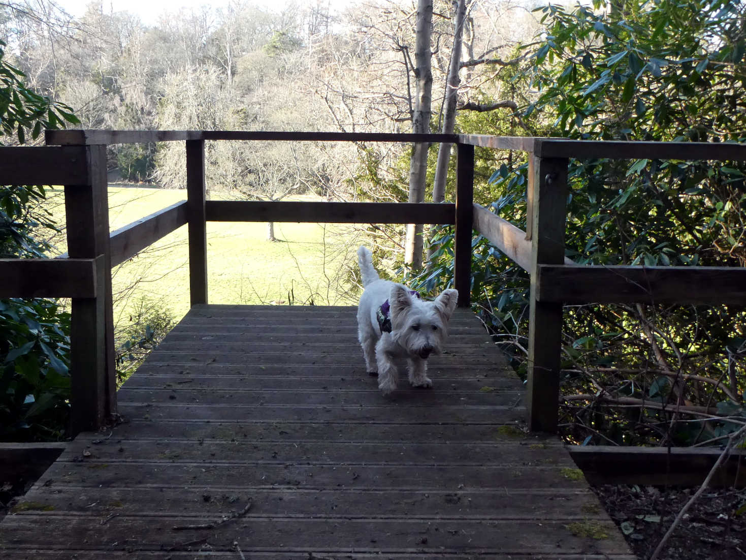 poppy the westie at view point melville woods