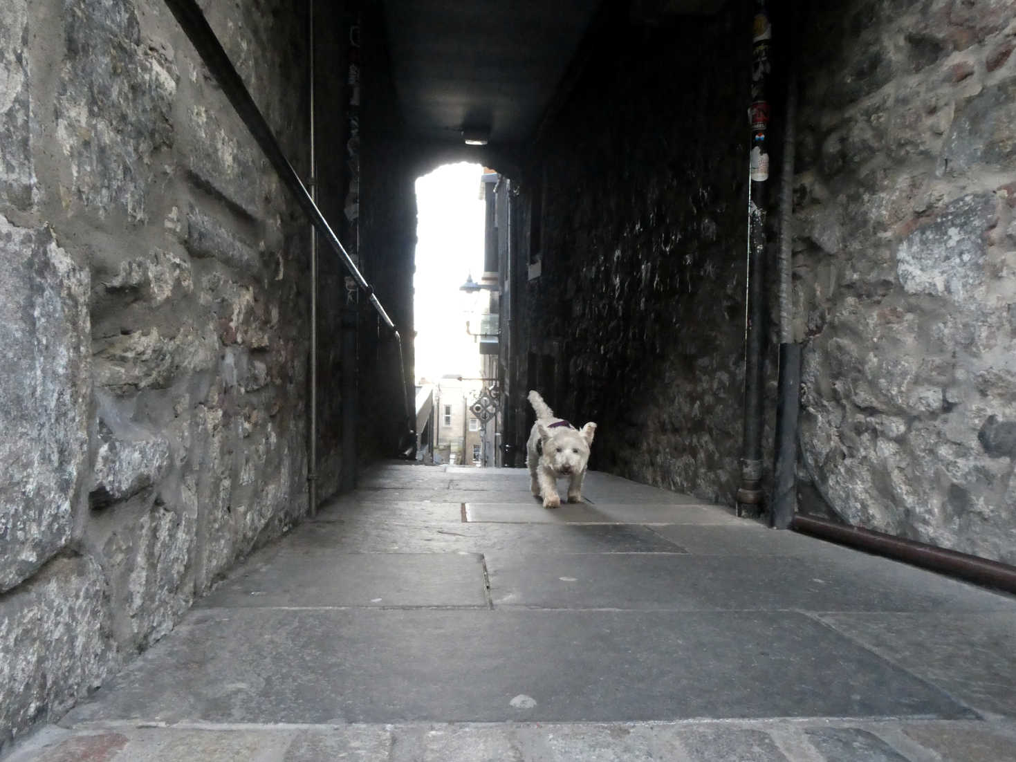 poppy the westie explores the old town edinburgh