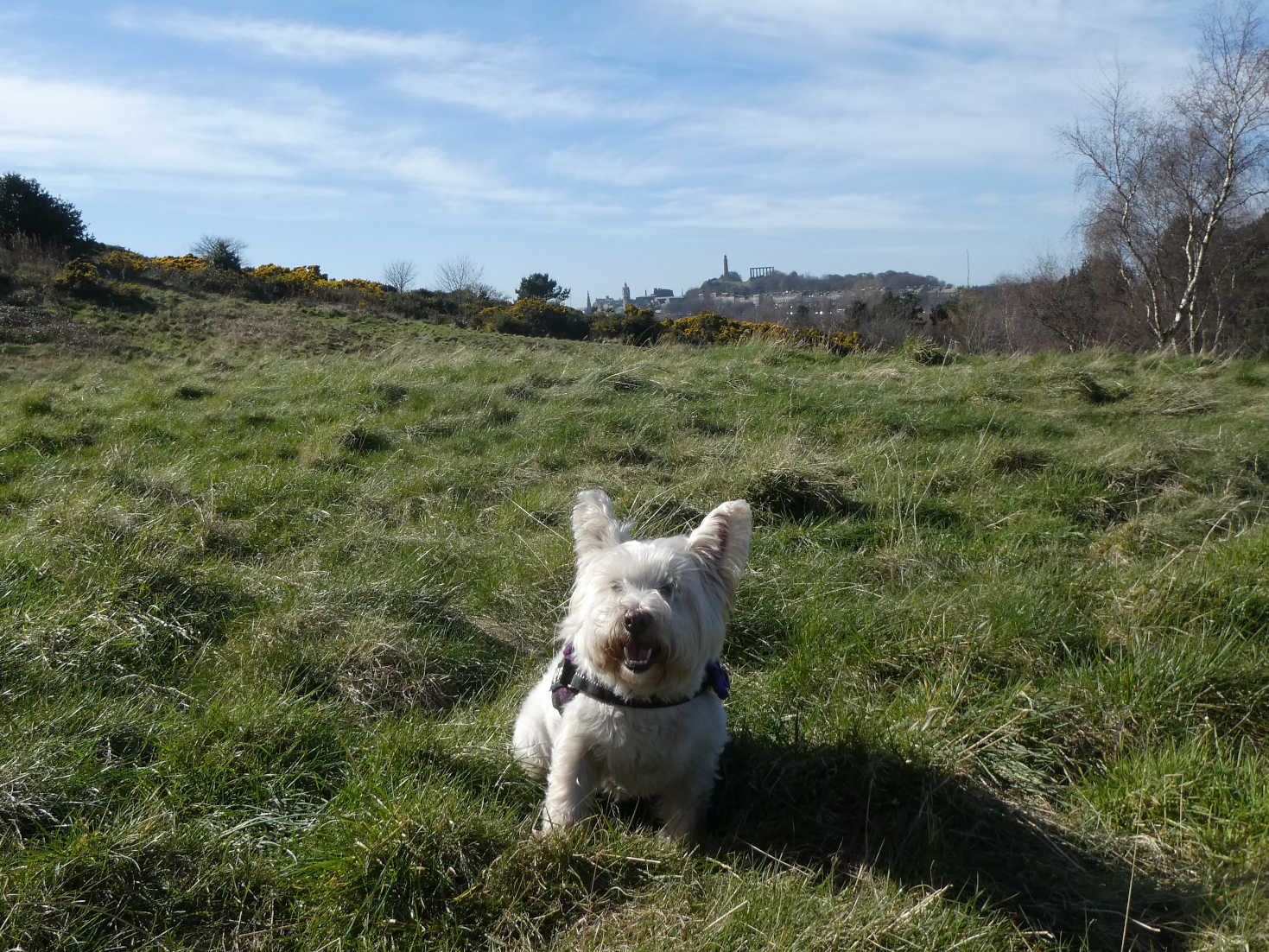 poppy the westie heading to edinburgh