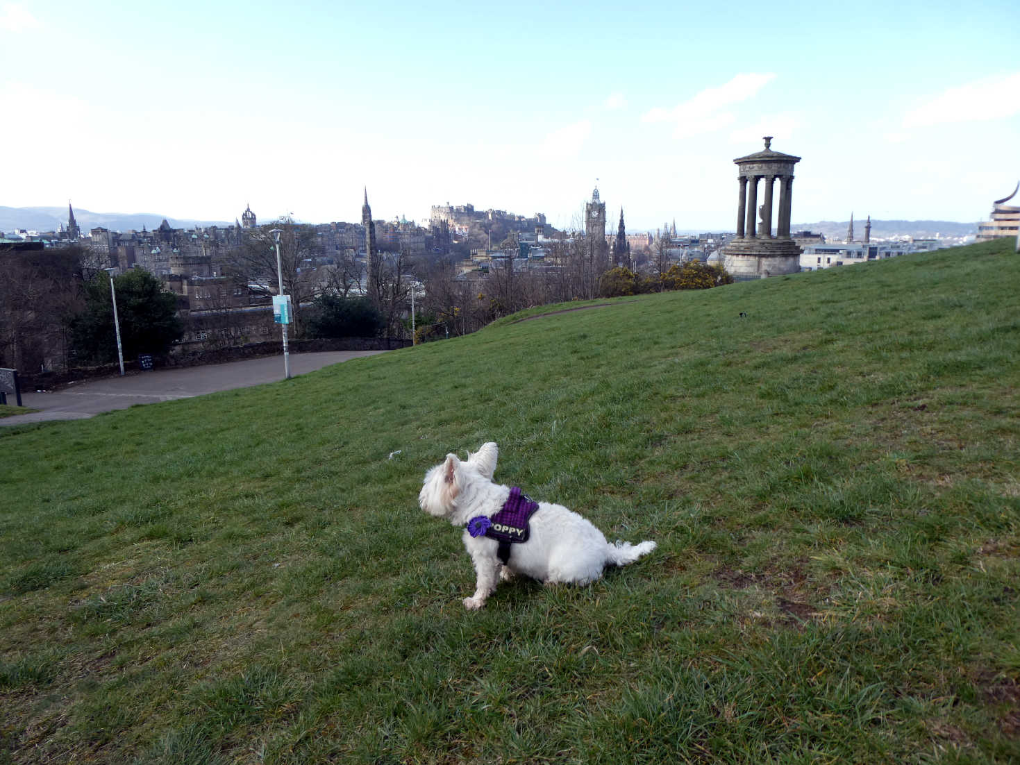 poppy the westie looking at edinburgh