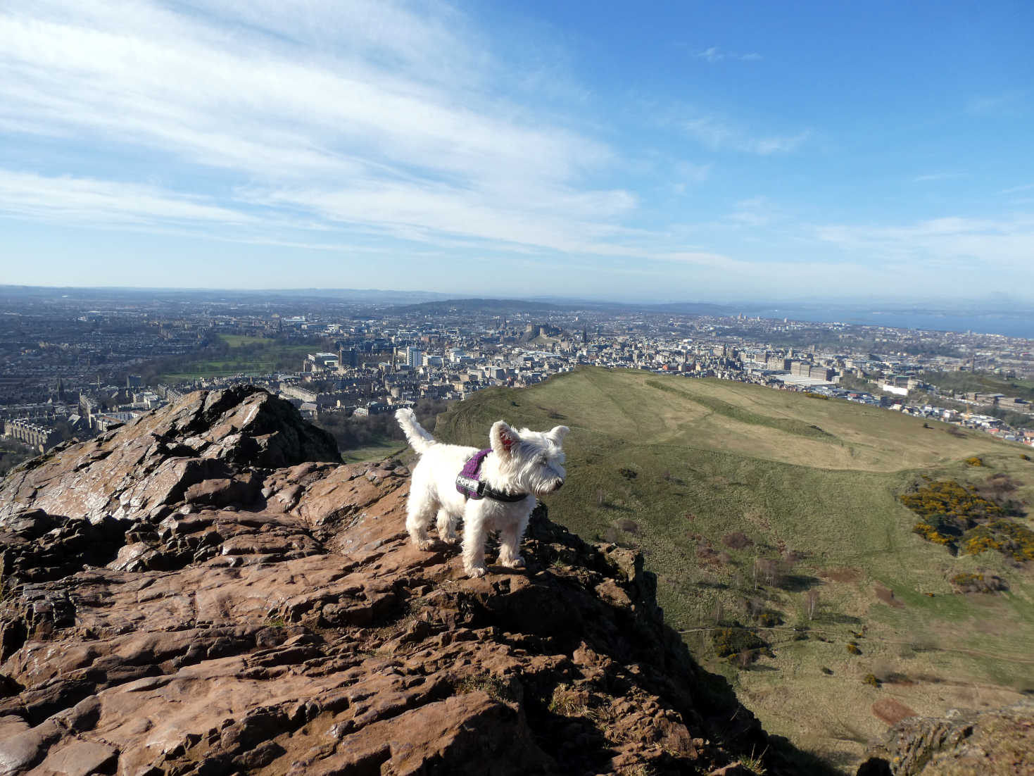 poppy the westie on arthurs seat