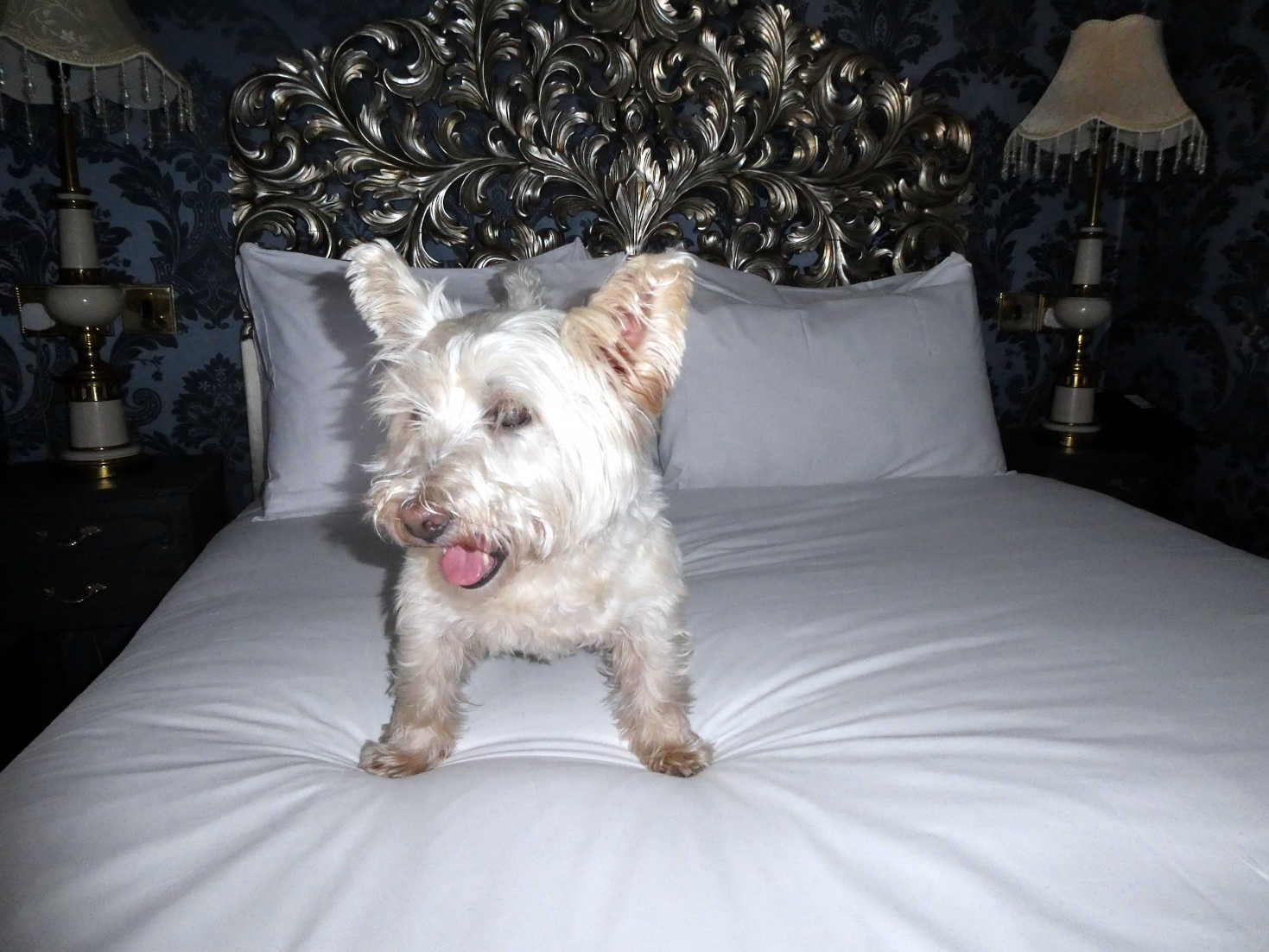 poppy the westie on bed at melville castle