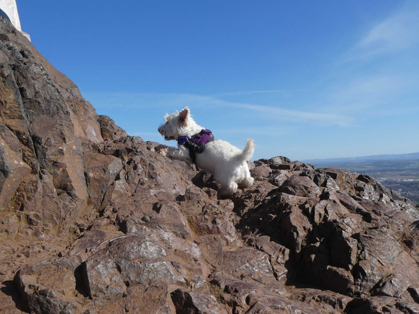 poppy the westie on final scramble arthurs seat