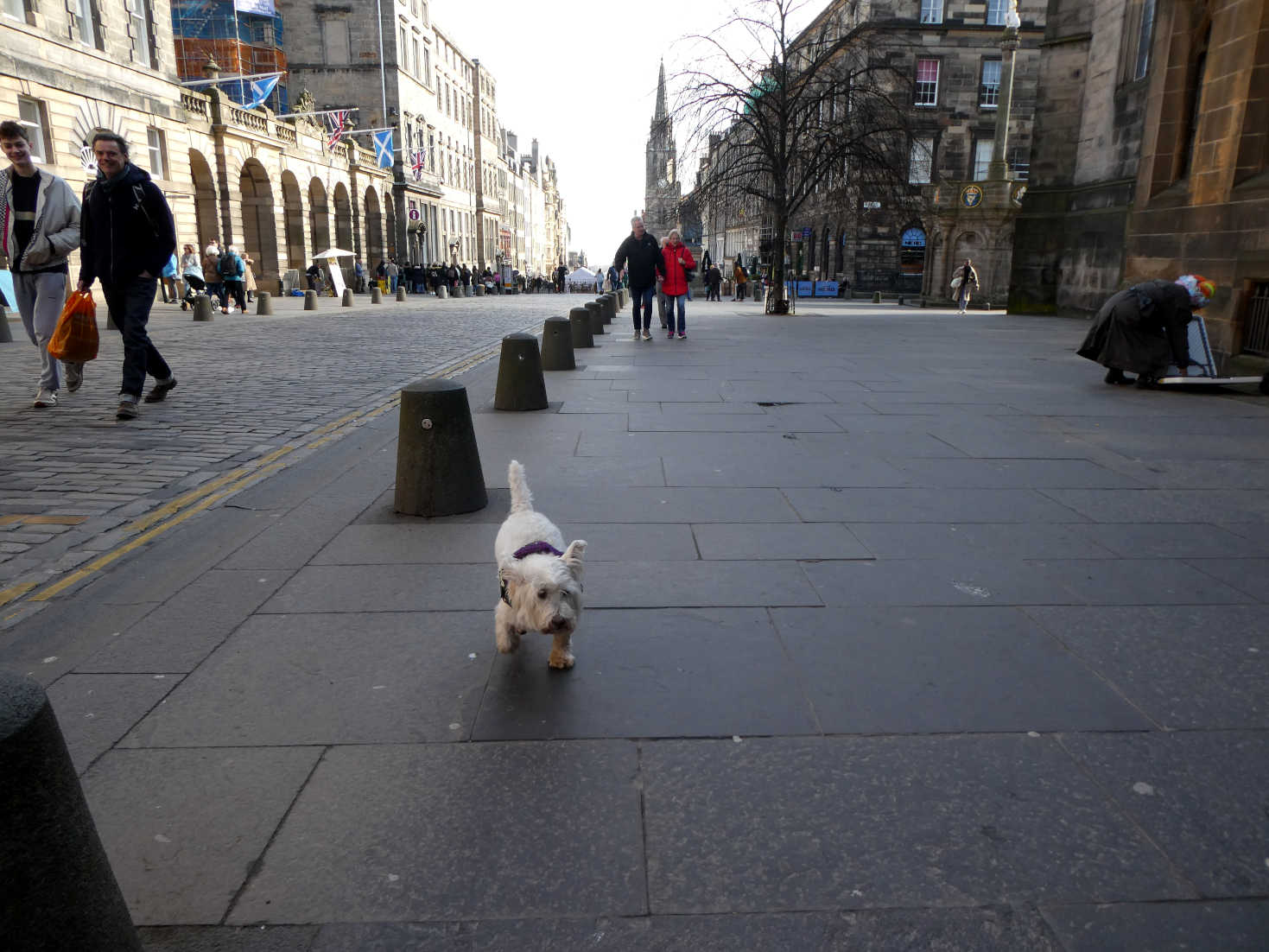 poppy the westie on the royal mile edinburgh