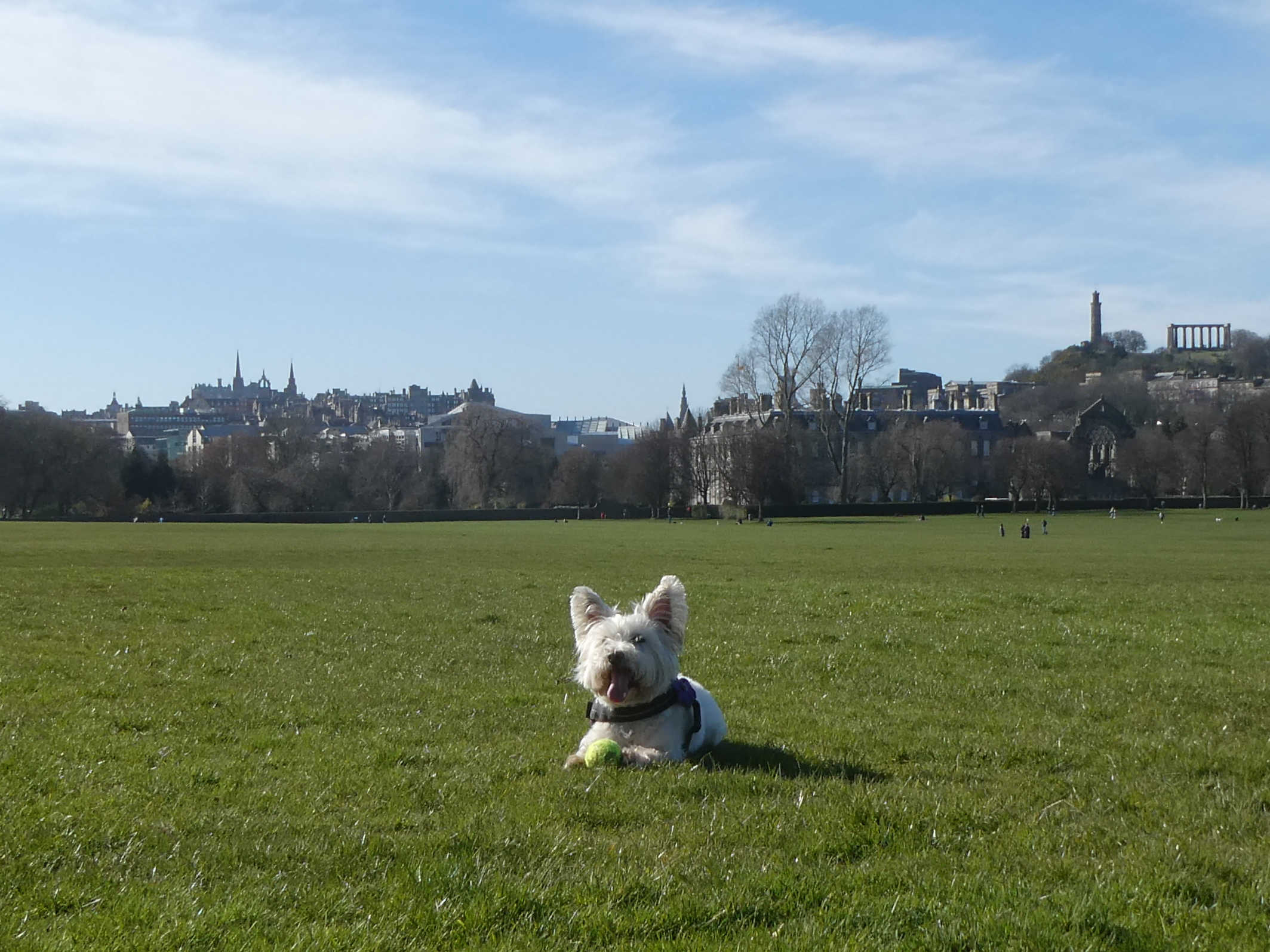 poppy the westie outside holyrood palace
