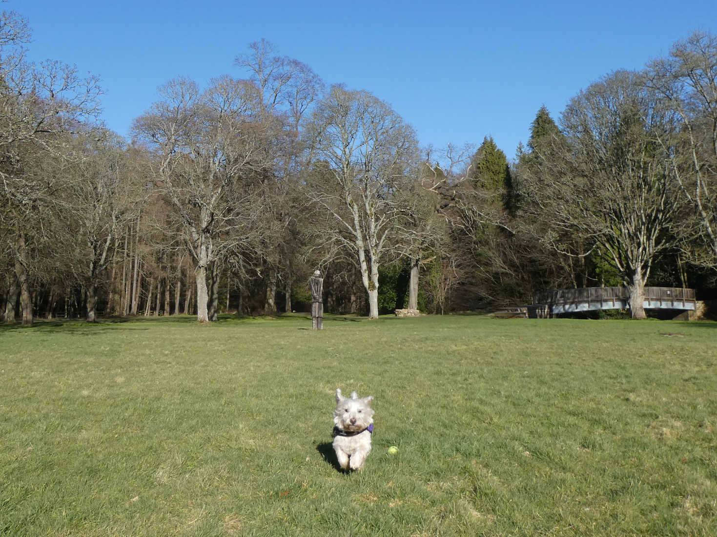 poppy the westie playing ball at melville castle