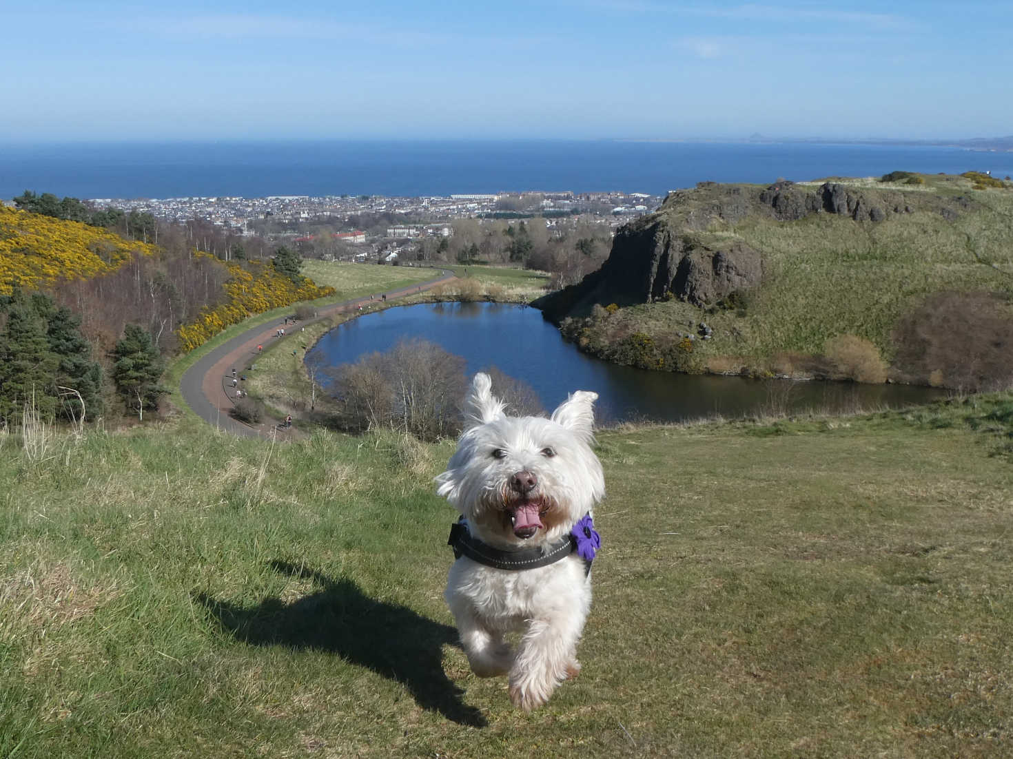 poppy the westie running on arthurs seat