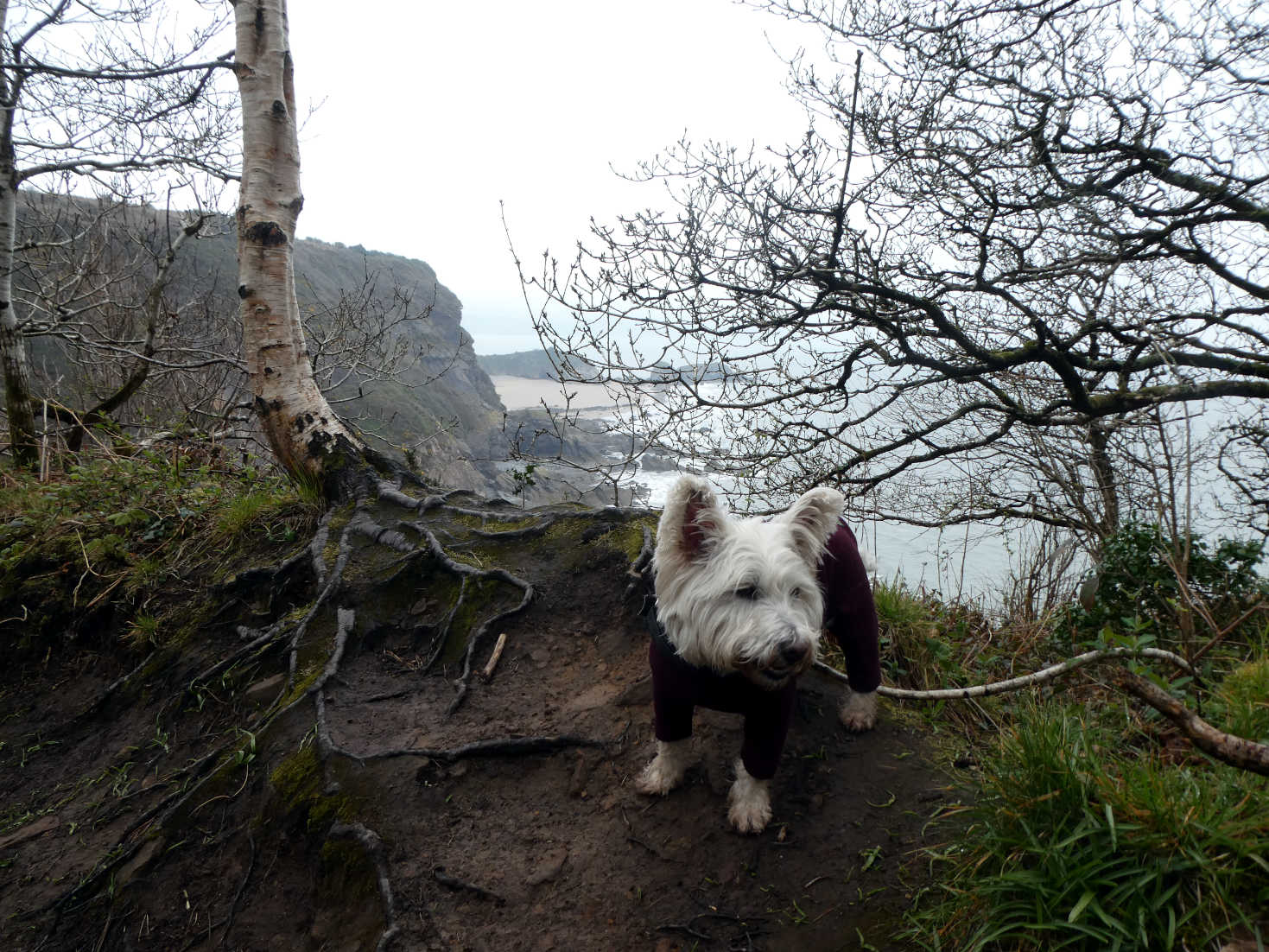 Poppy the Westie above Monkstone Beach