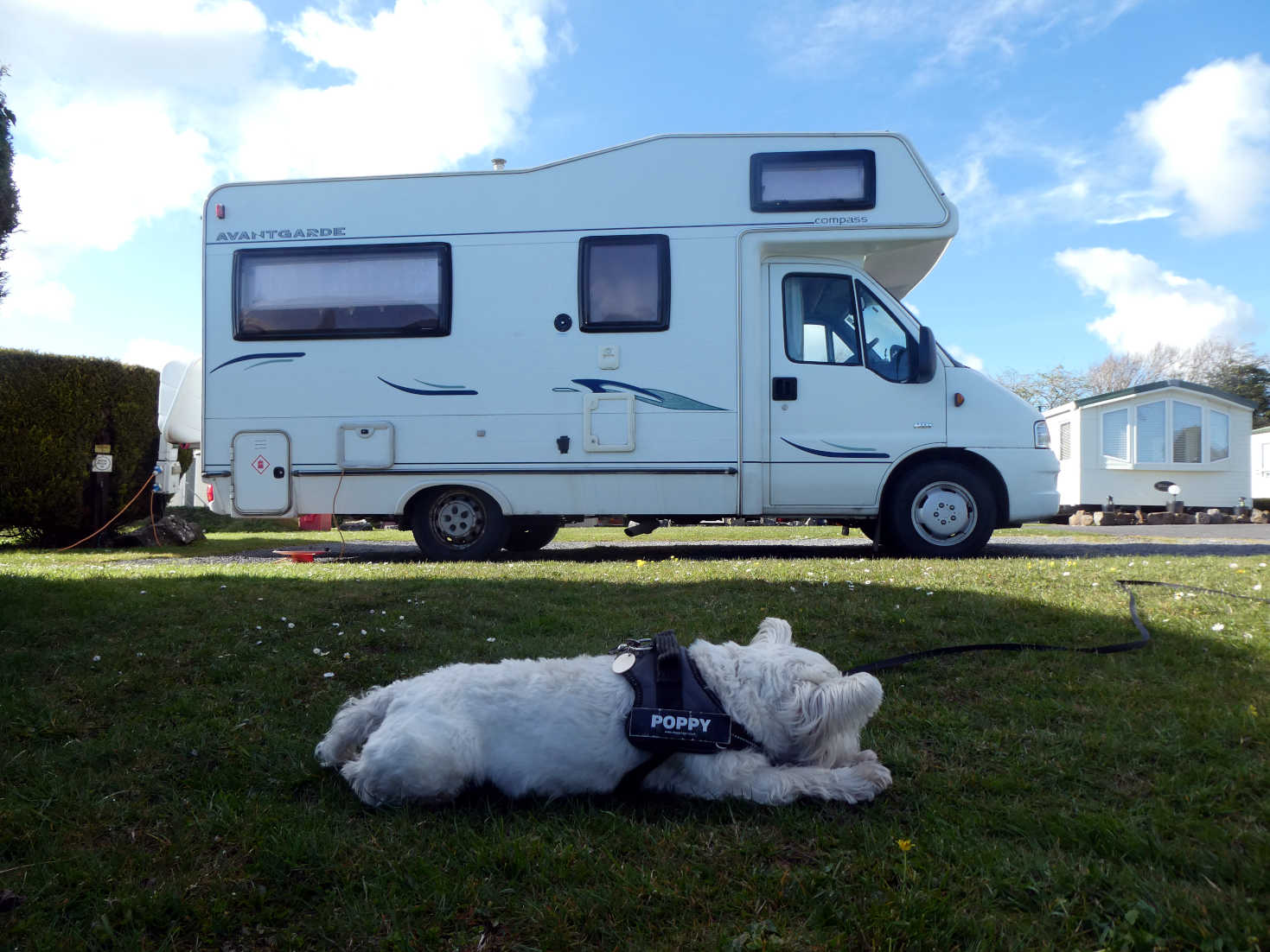 Poppy the Westie and Betsy at Tenby campsite