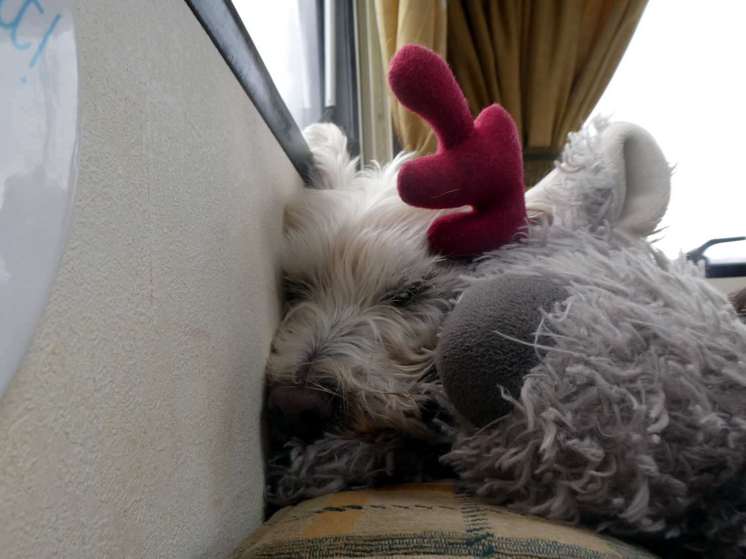 Poppy the Westie and Moosy chilling out at Conifers Farm Newport