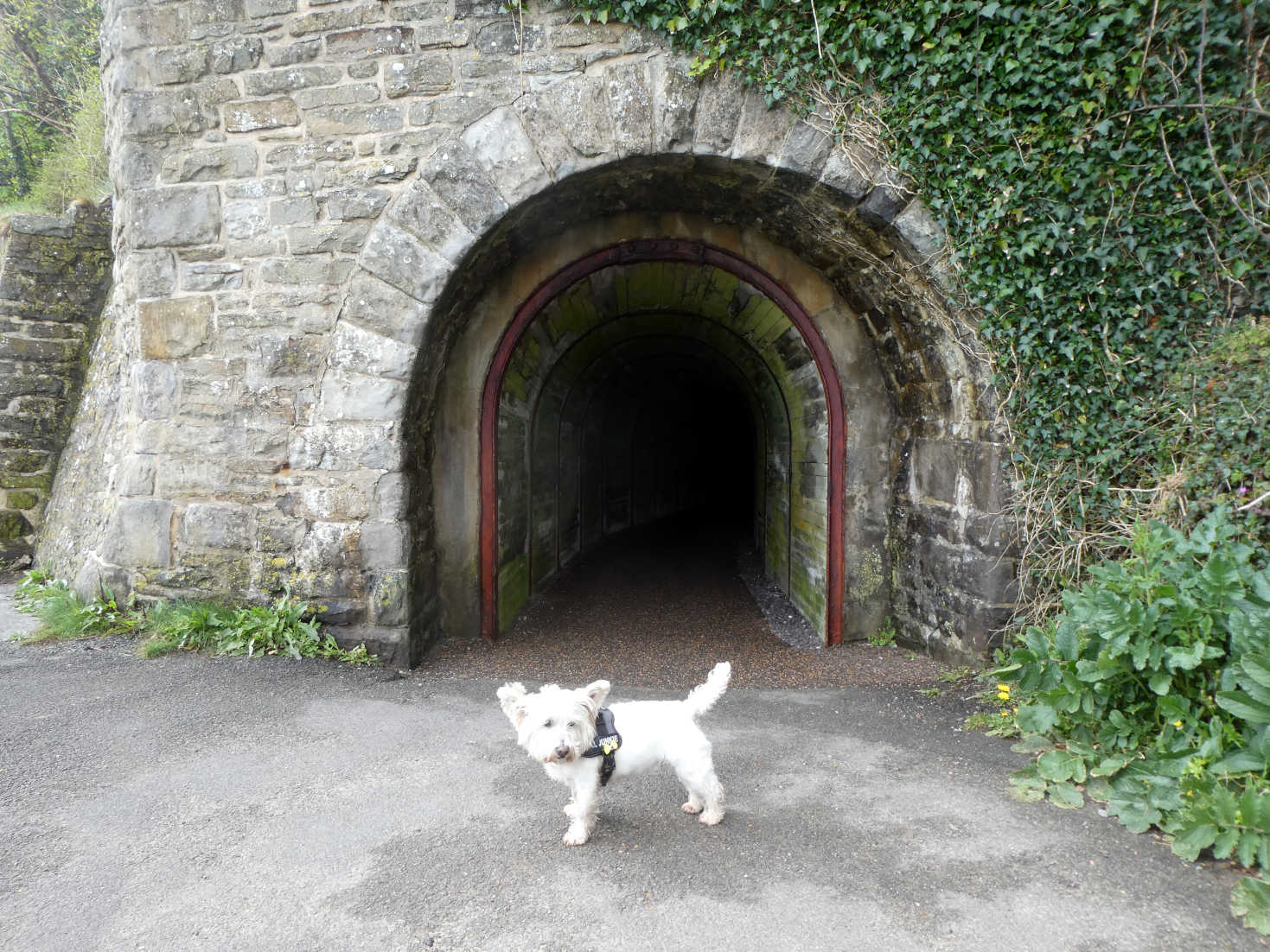 Poppy the Westie and the second tunnel saundersfoot