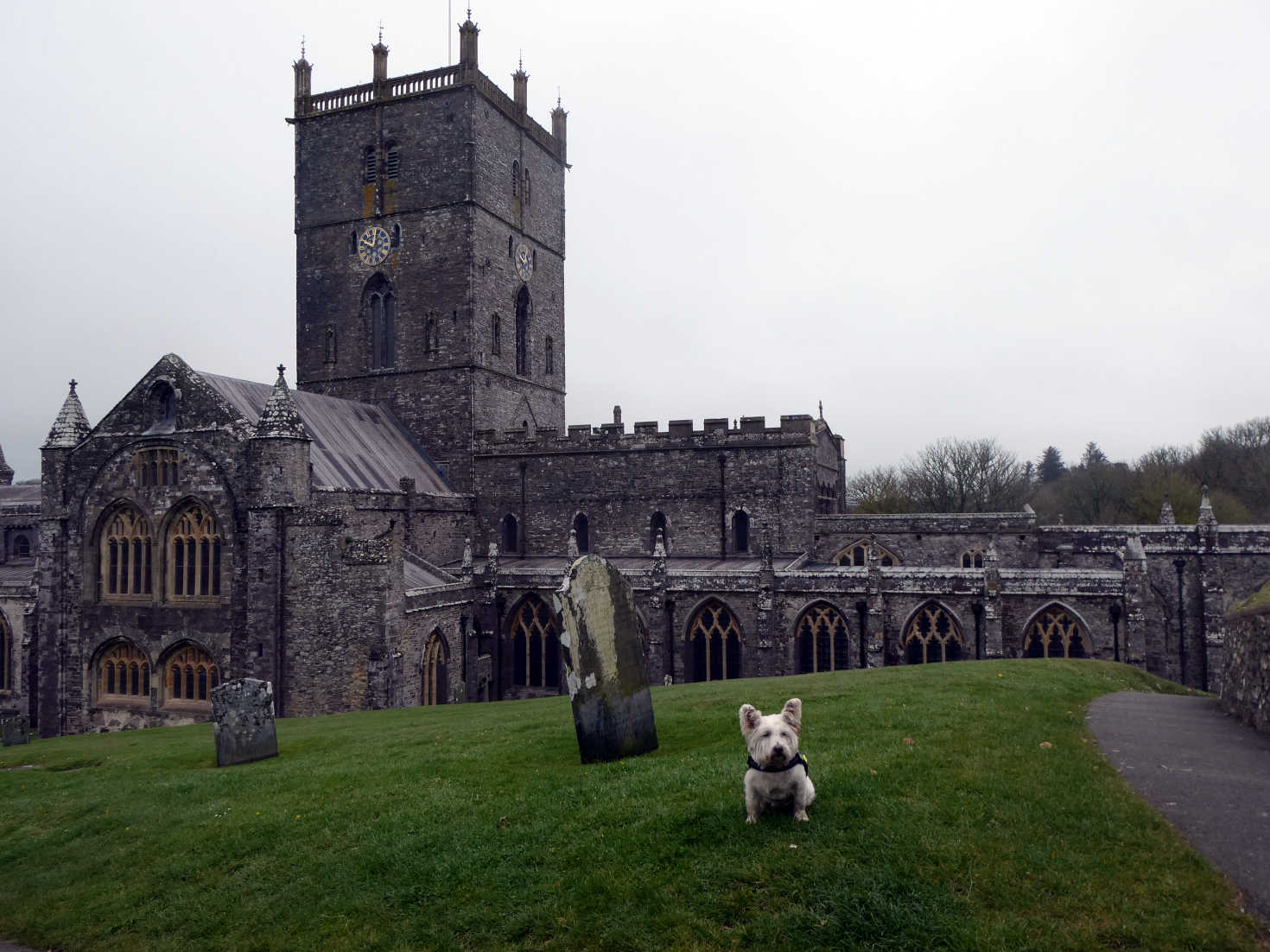 Poppy the Westie at St Davids Cathedral