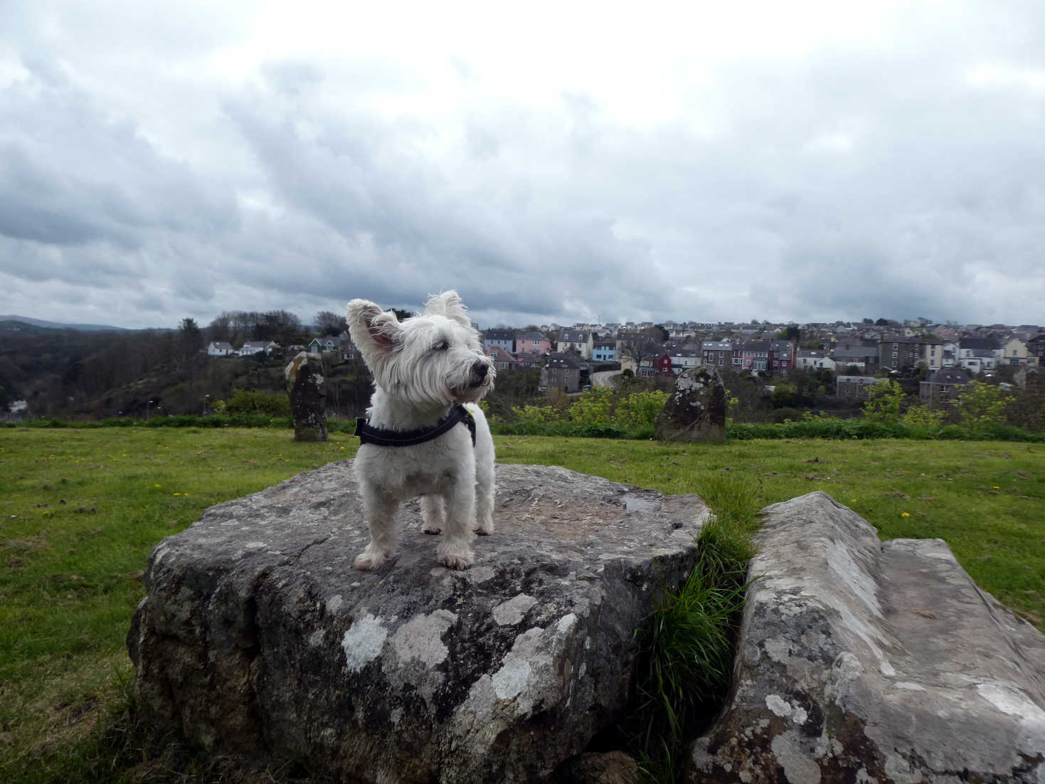 Poppy the Westie at Upper Fishguard