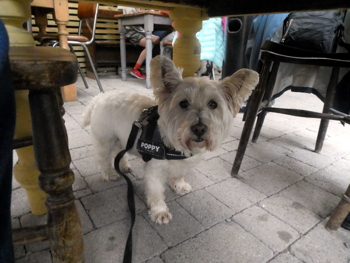 Poppy the Westie at diner in the golden lion Newport
