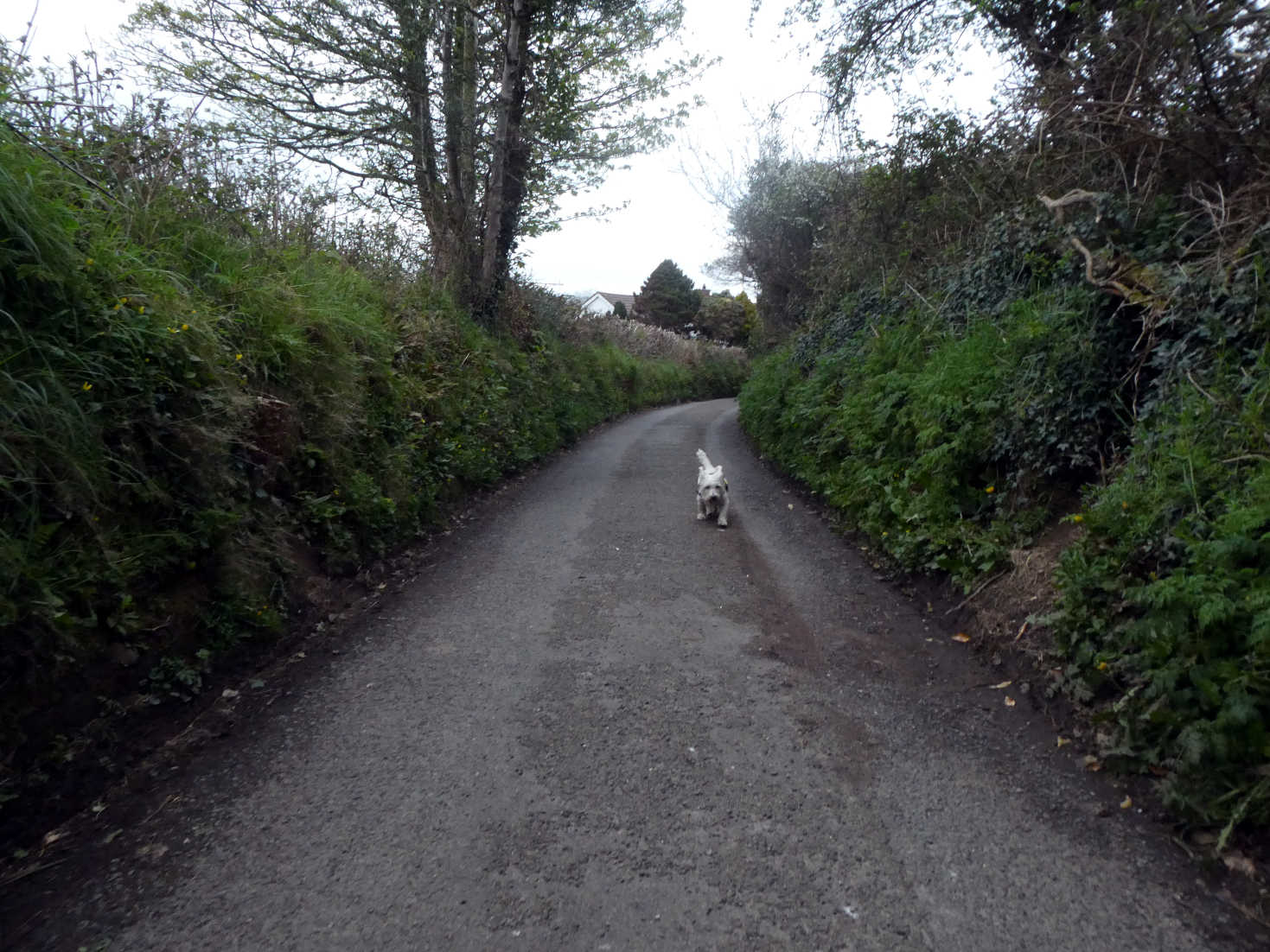 Poppy the Westie comming back from newport