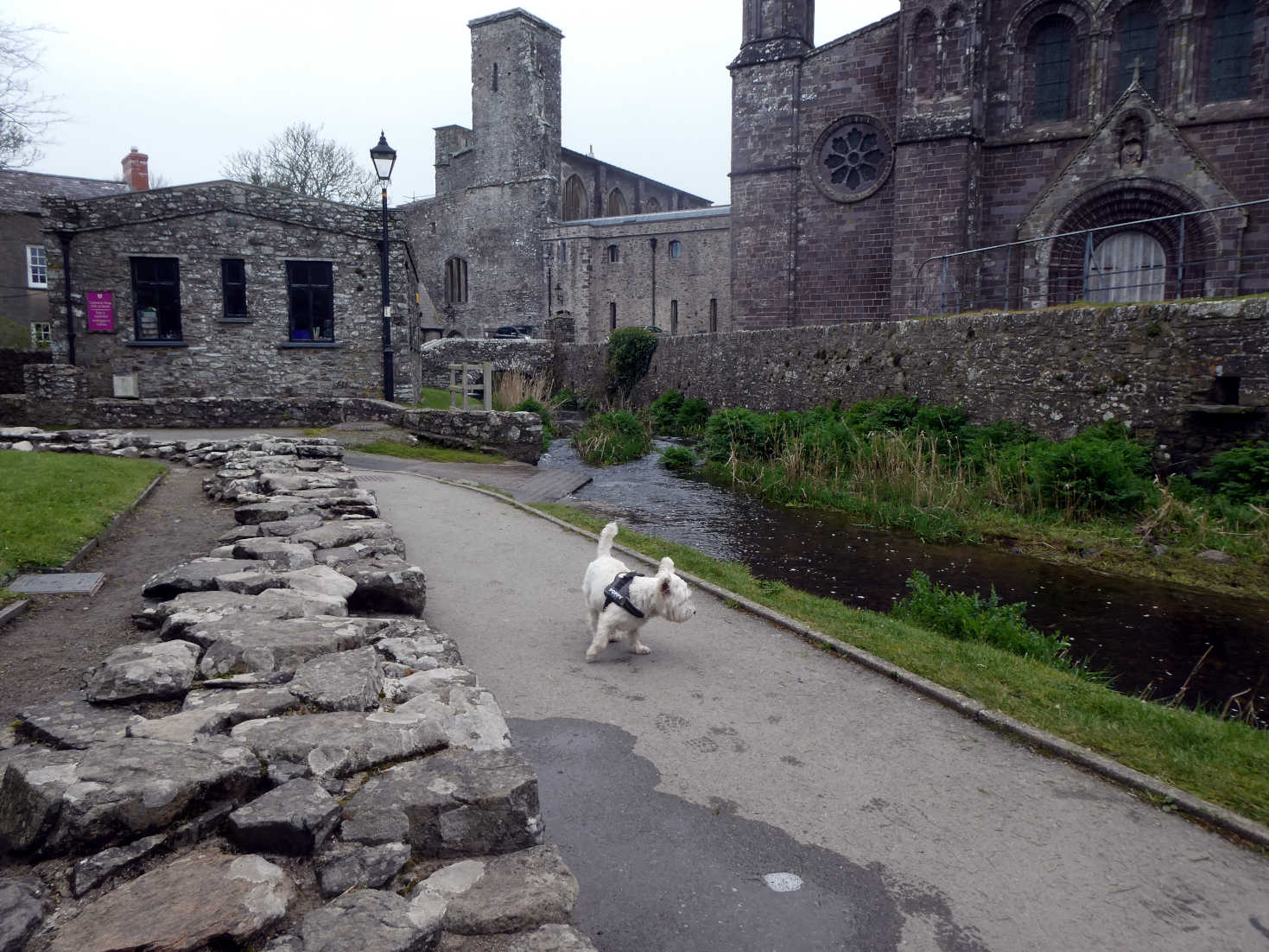 Poppy the Westie explores St Davids Cathedral
