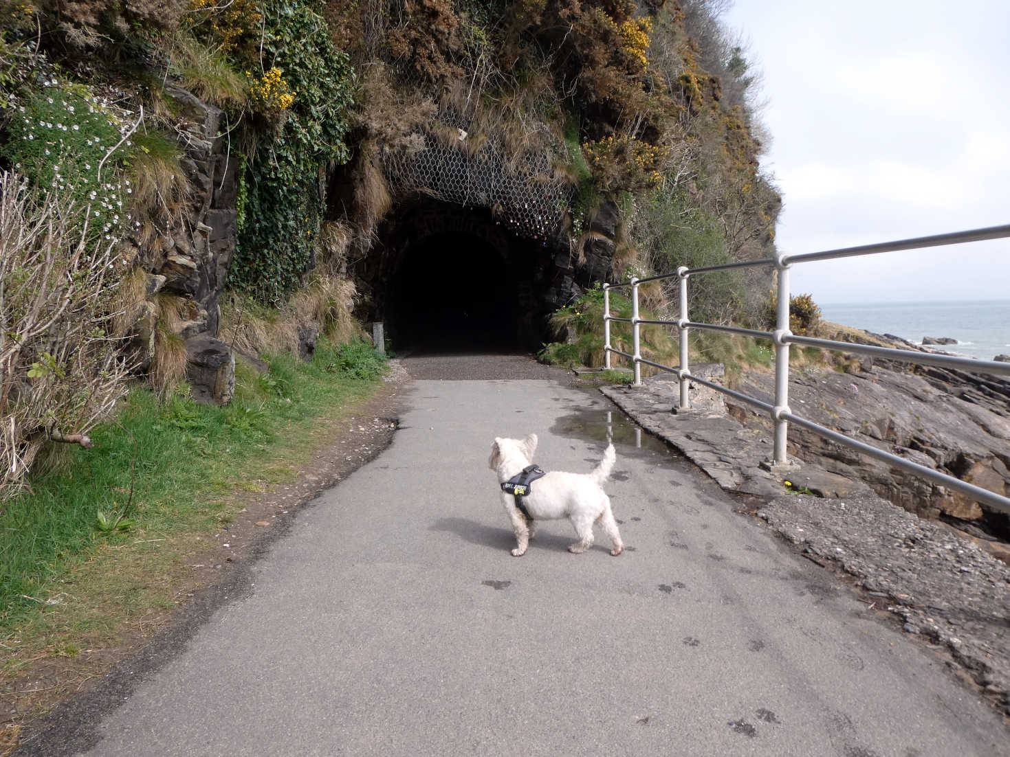 Poppy the Westie eyes up the big hole