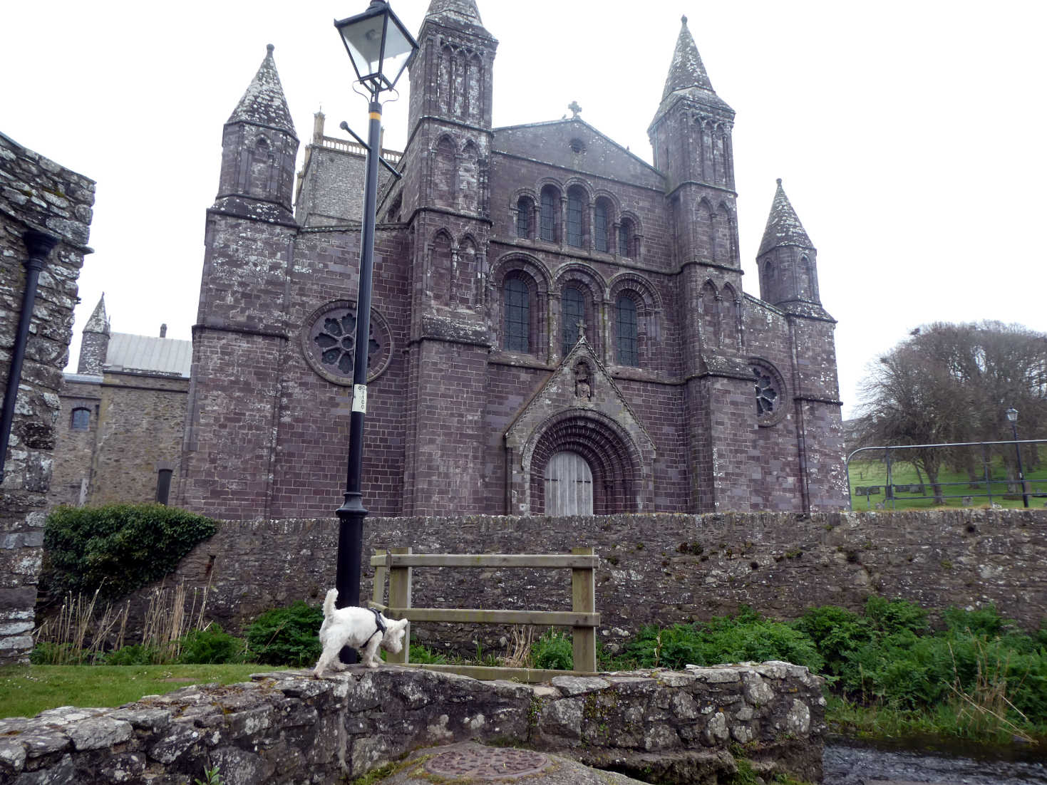 Poppy the Westie follows a sent at St Davids Cathedral