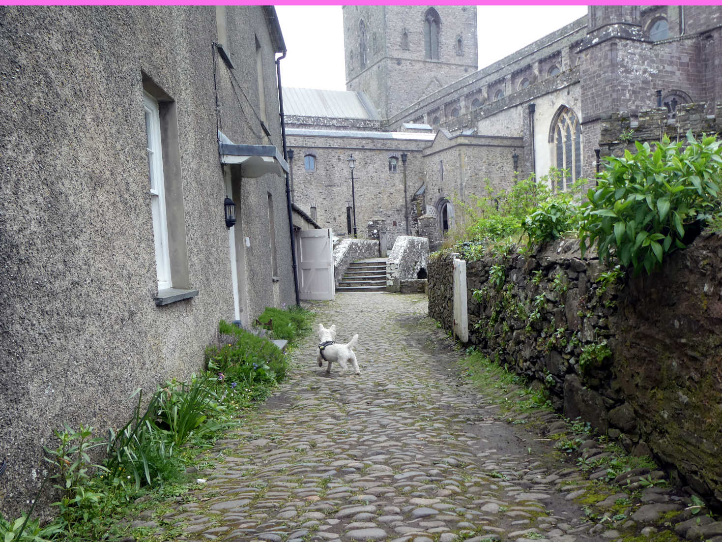 Poppy the Westie heading to St Davids Cathedral