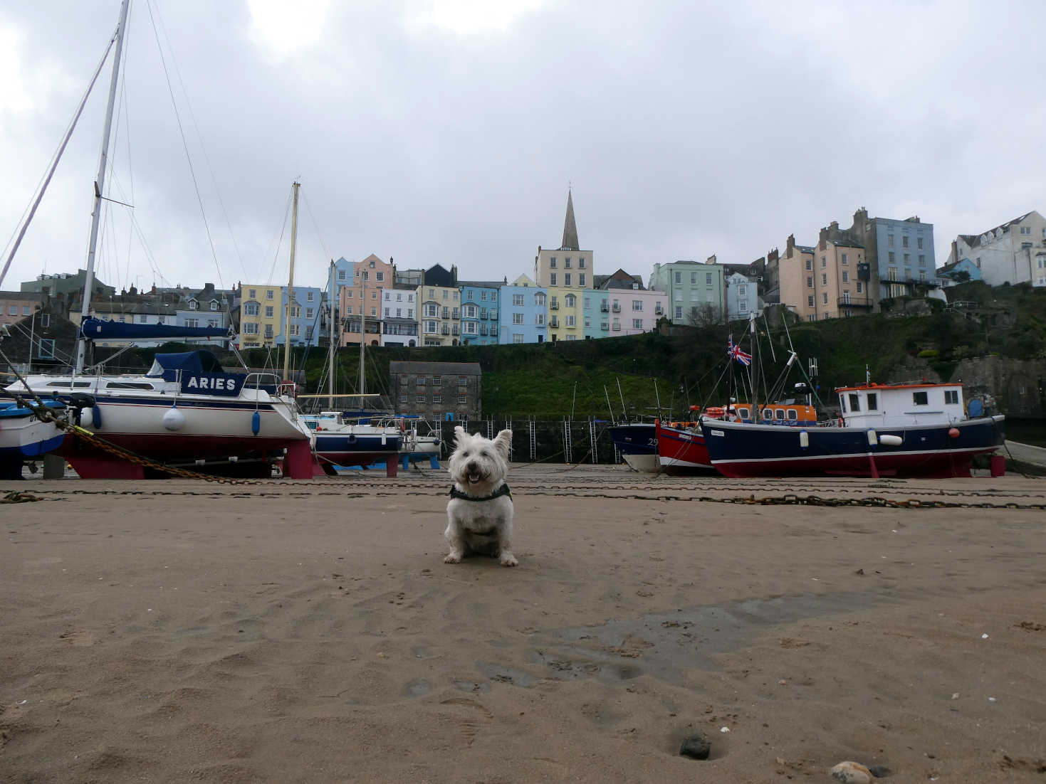 Poppy the Westie in Tenby Harbour