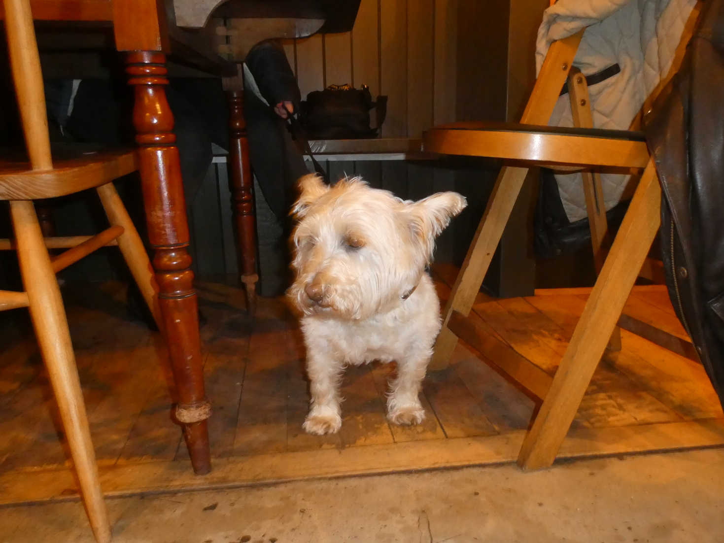 Poppy the Westie in Umi Tenby