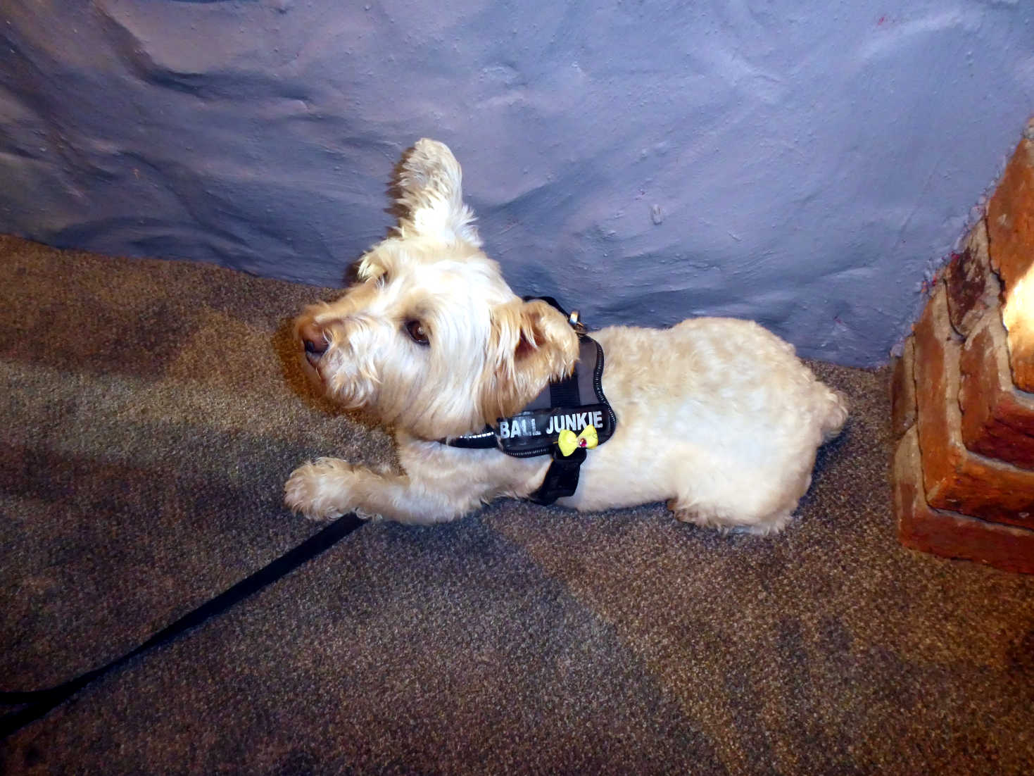 Poppy the Westie in the Mulberry Saundersfoot