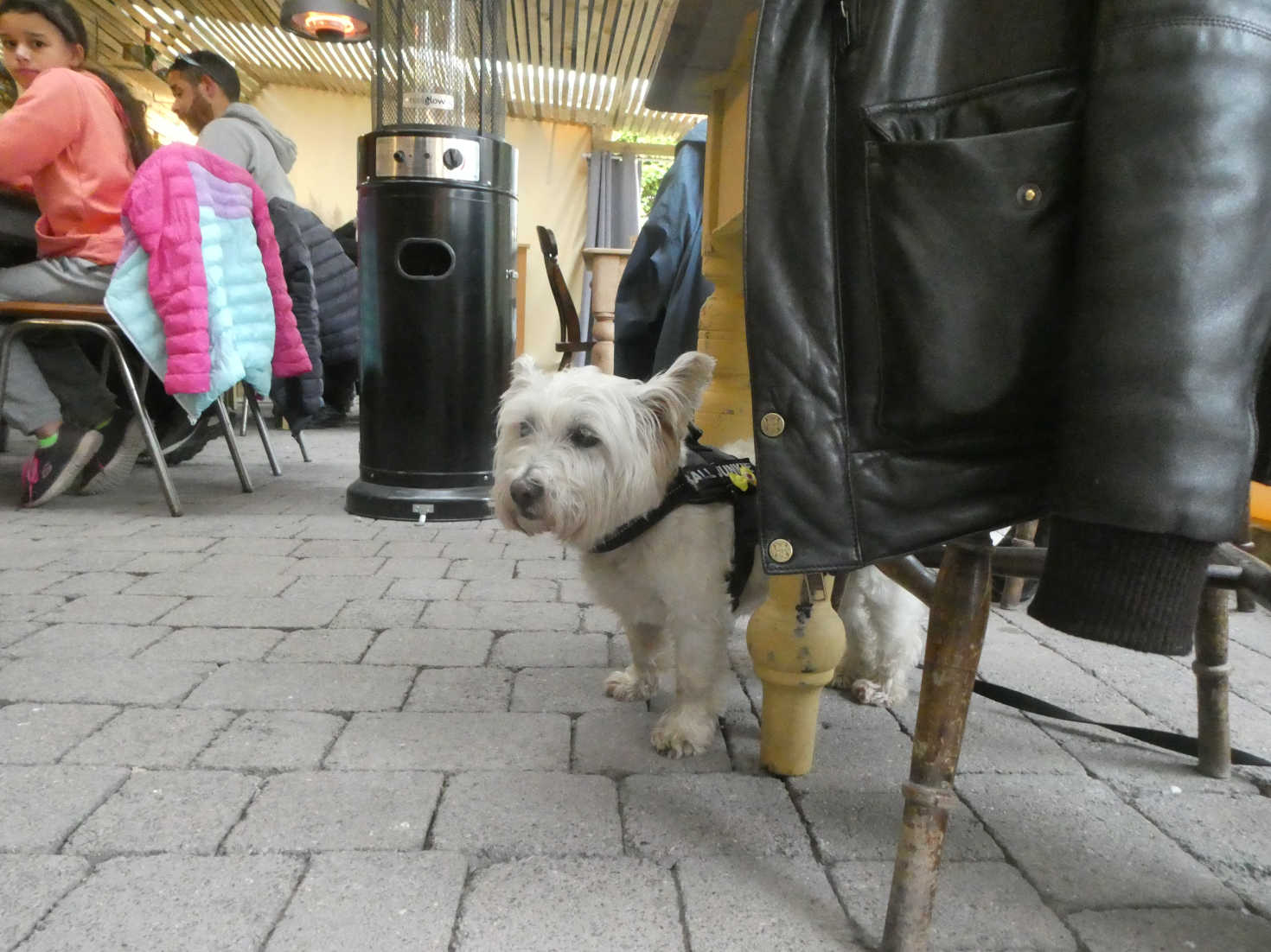 Poppy the Westie in the golden lion Newport