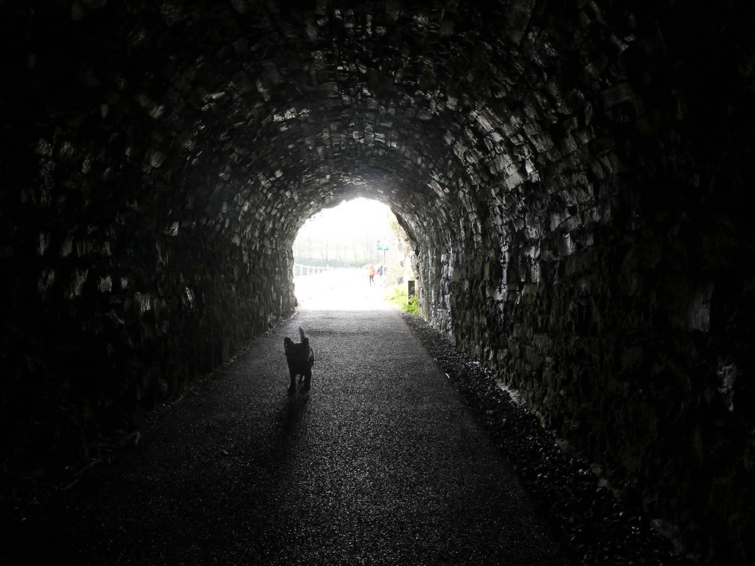 Poppy the Westie in the tunnel at saundersfoot