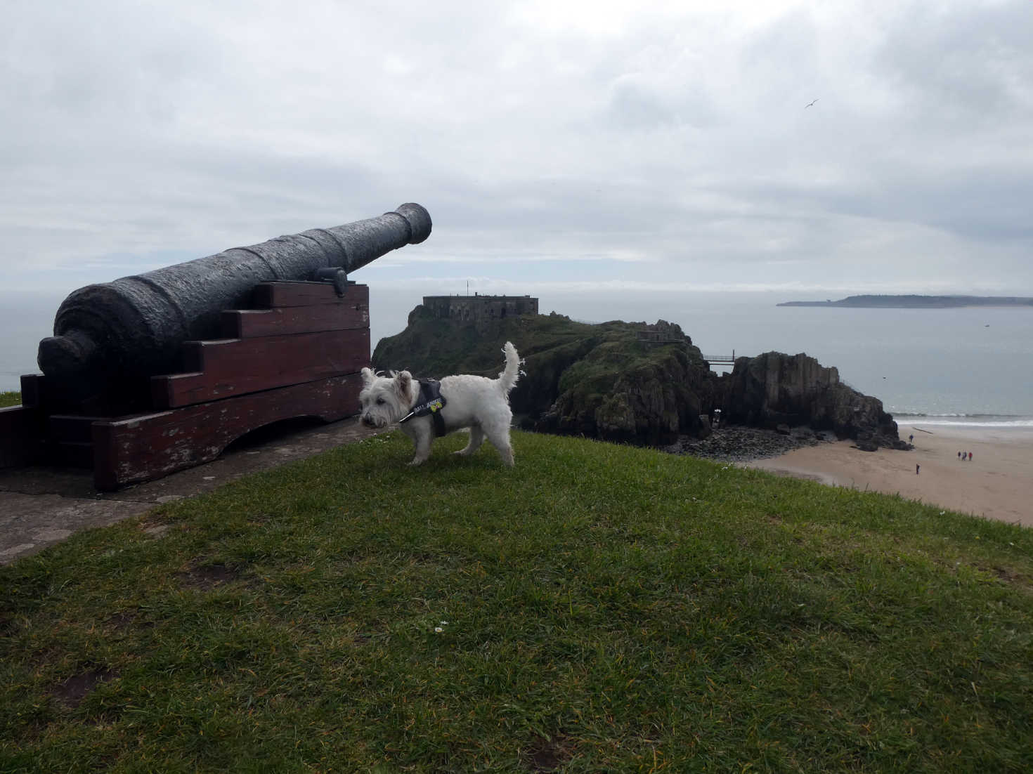 Poppy the Westie investigates a cannon at Tenby Castle