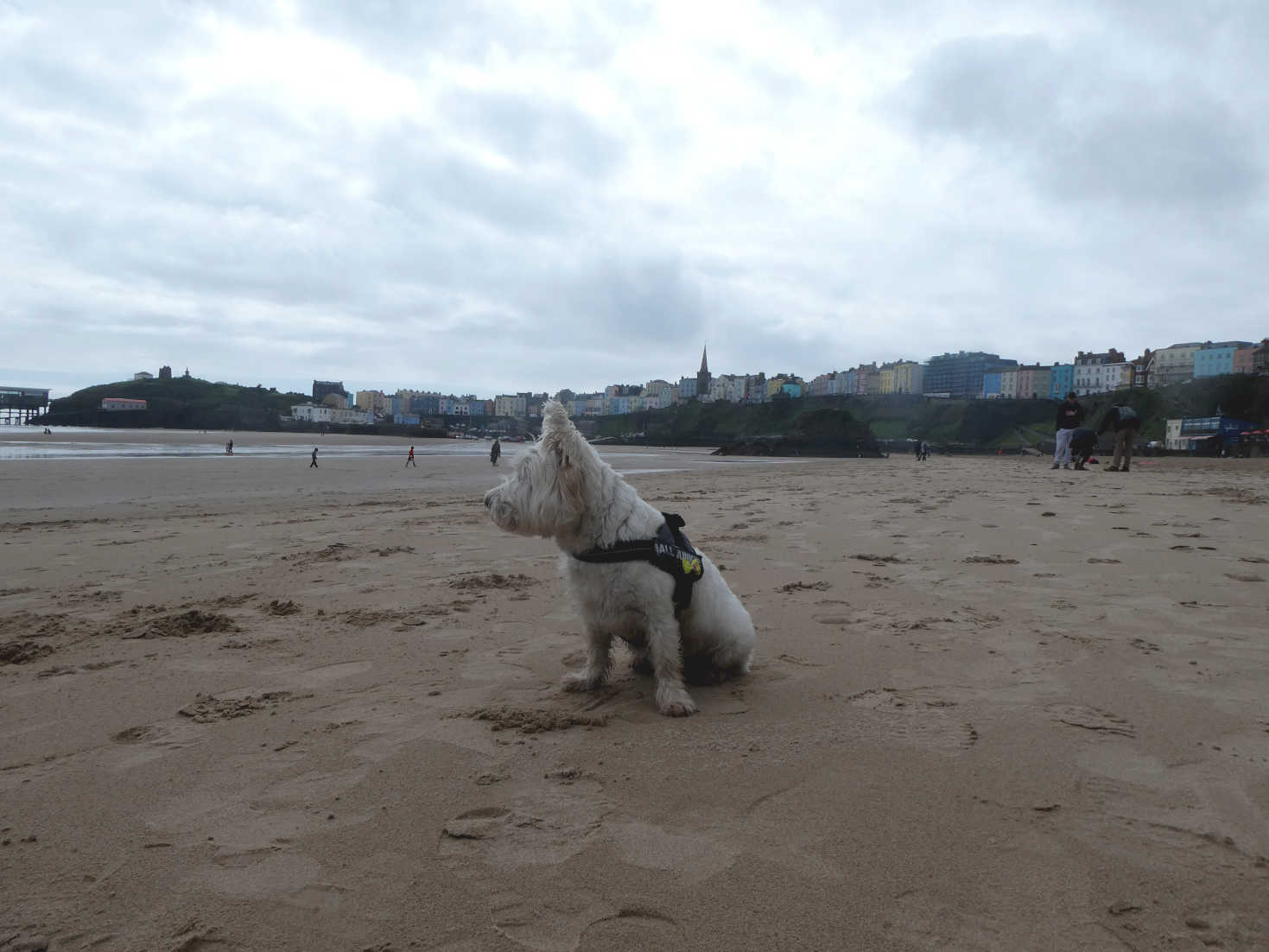 Poppy the Westie lands on Tenby North Beach