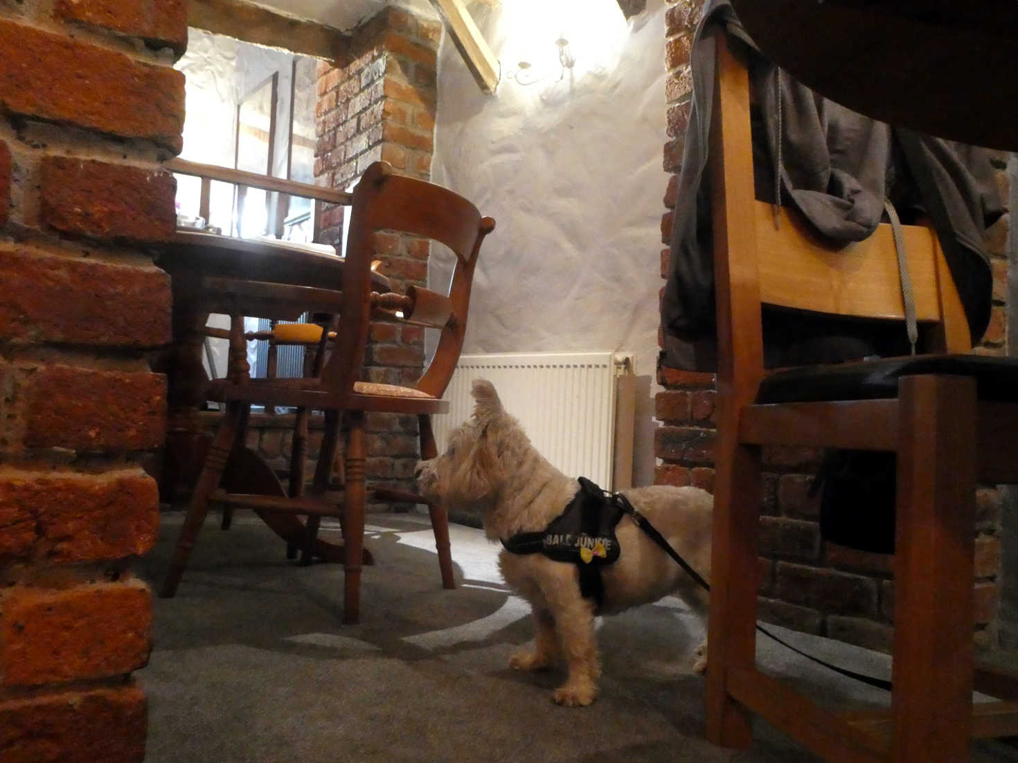 Poppy the Westie looks for dad in The Mulberry Saundersfoot