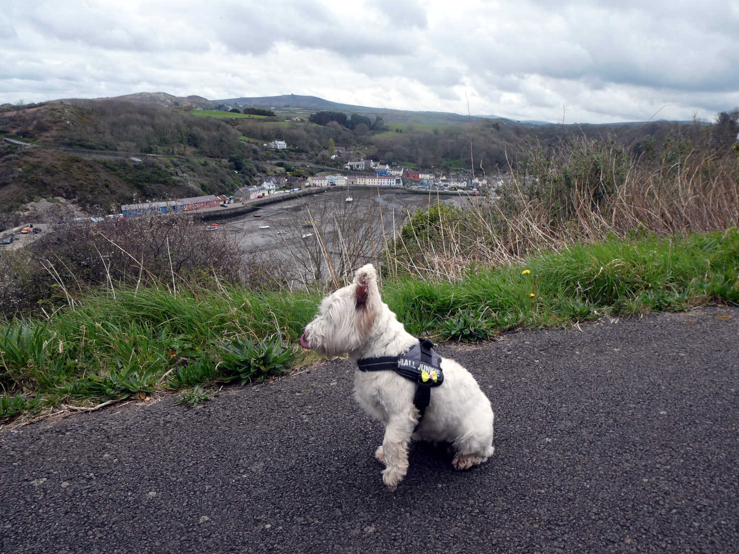 Poppy the Westie looks to Lower Fishgaurd