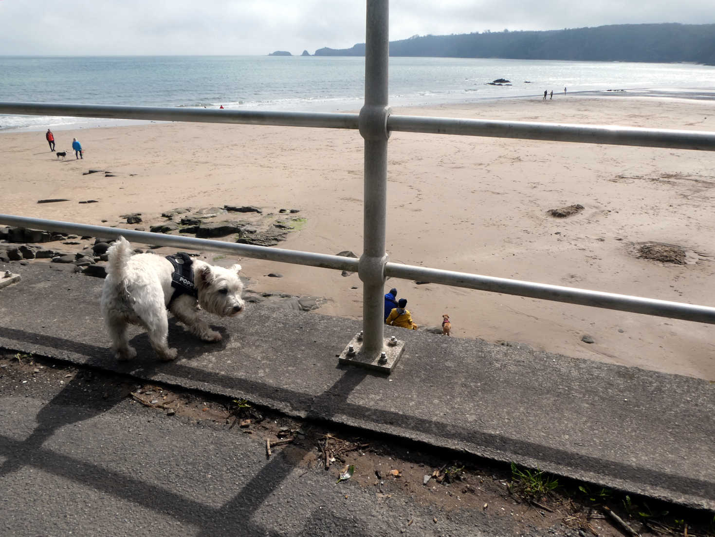 Poppy the Westie off leash at Saundersfoot