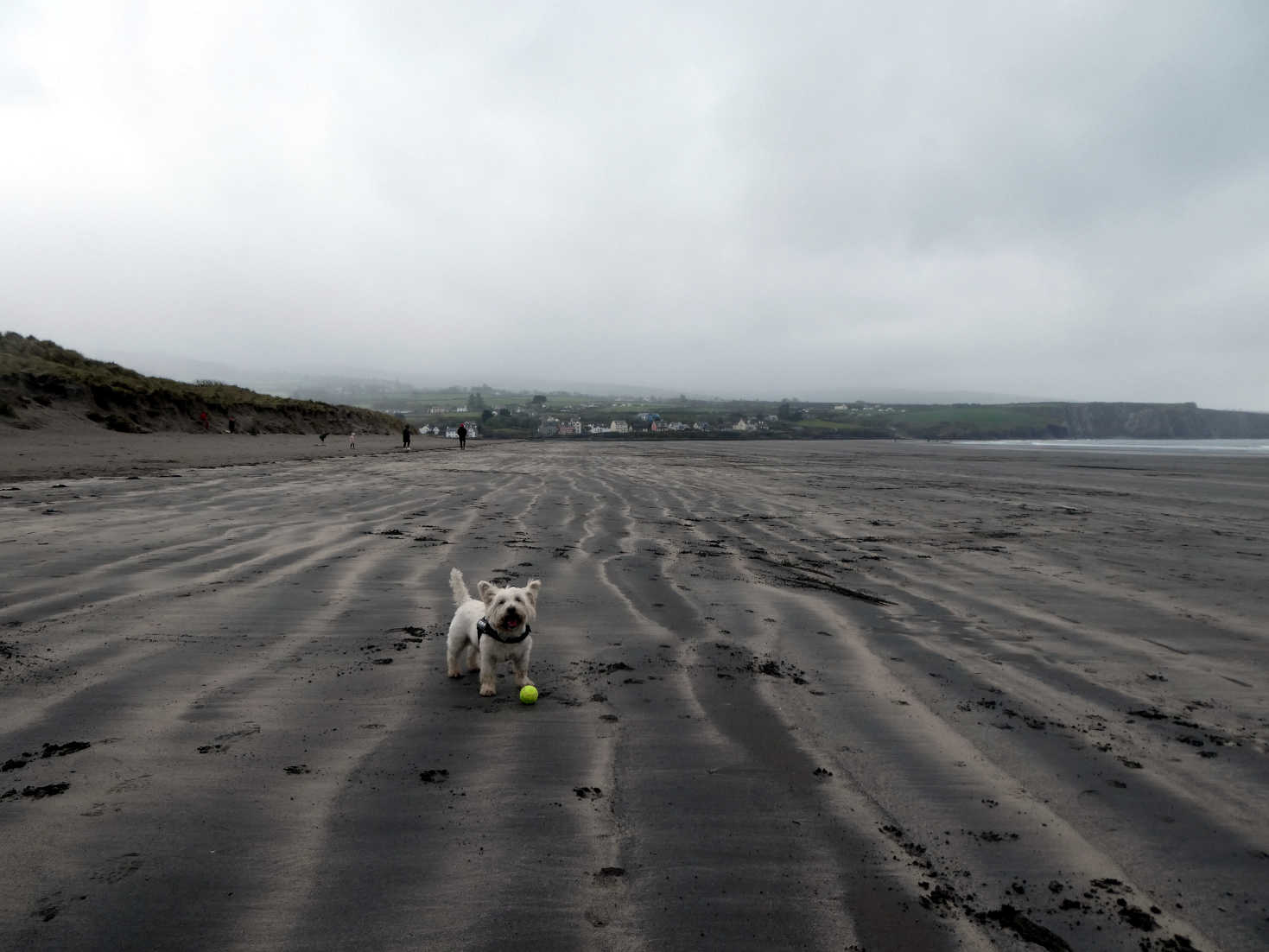 Poppy the Westie on Newport Beach