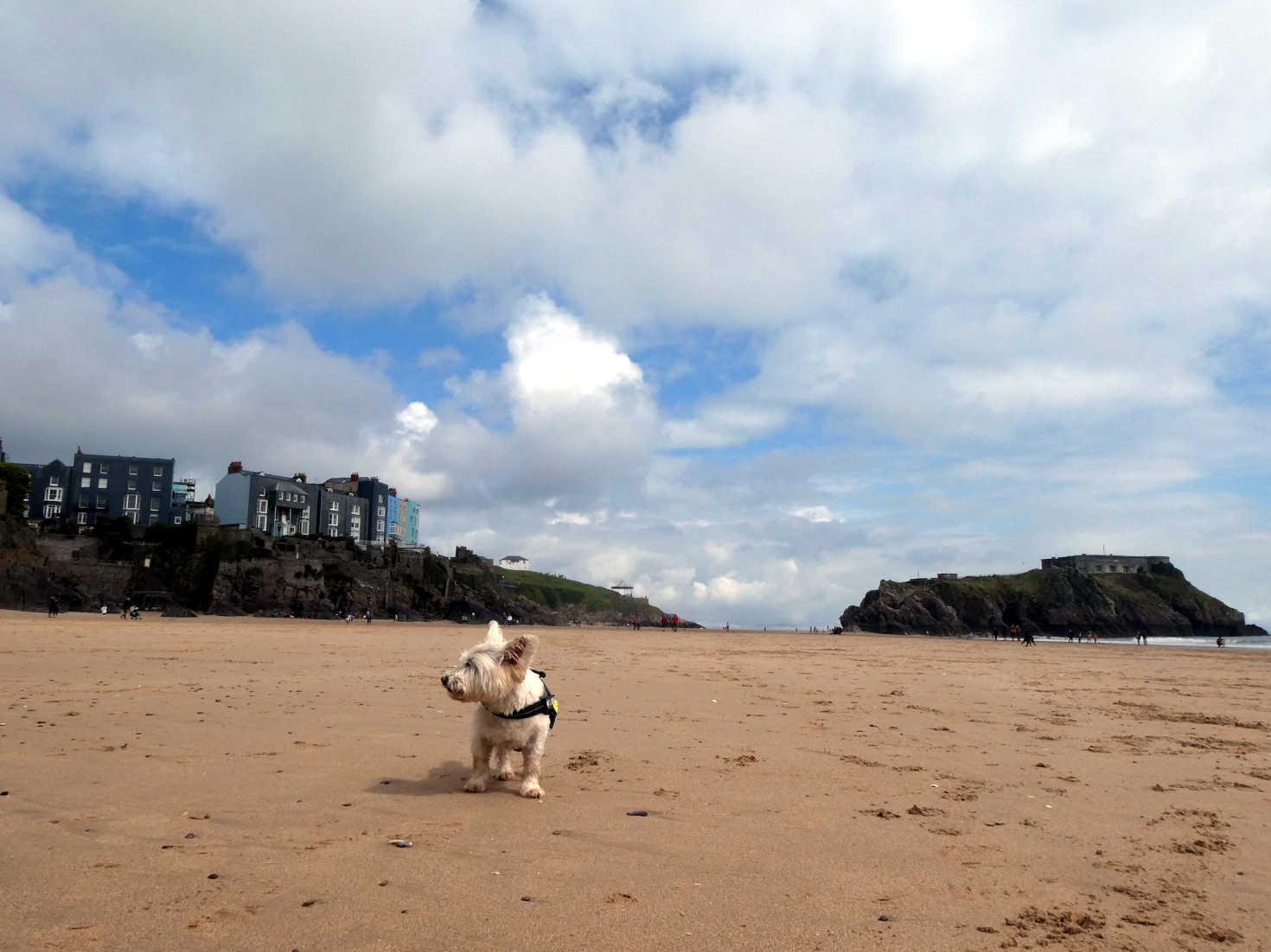 Poppy the Westie on South Beach Tenby